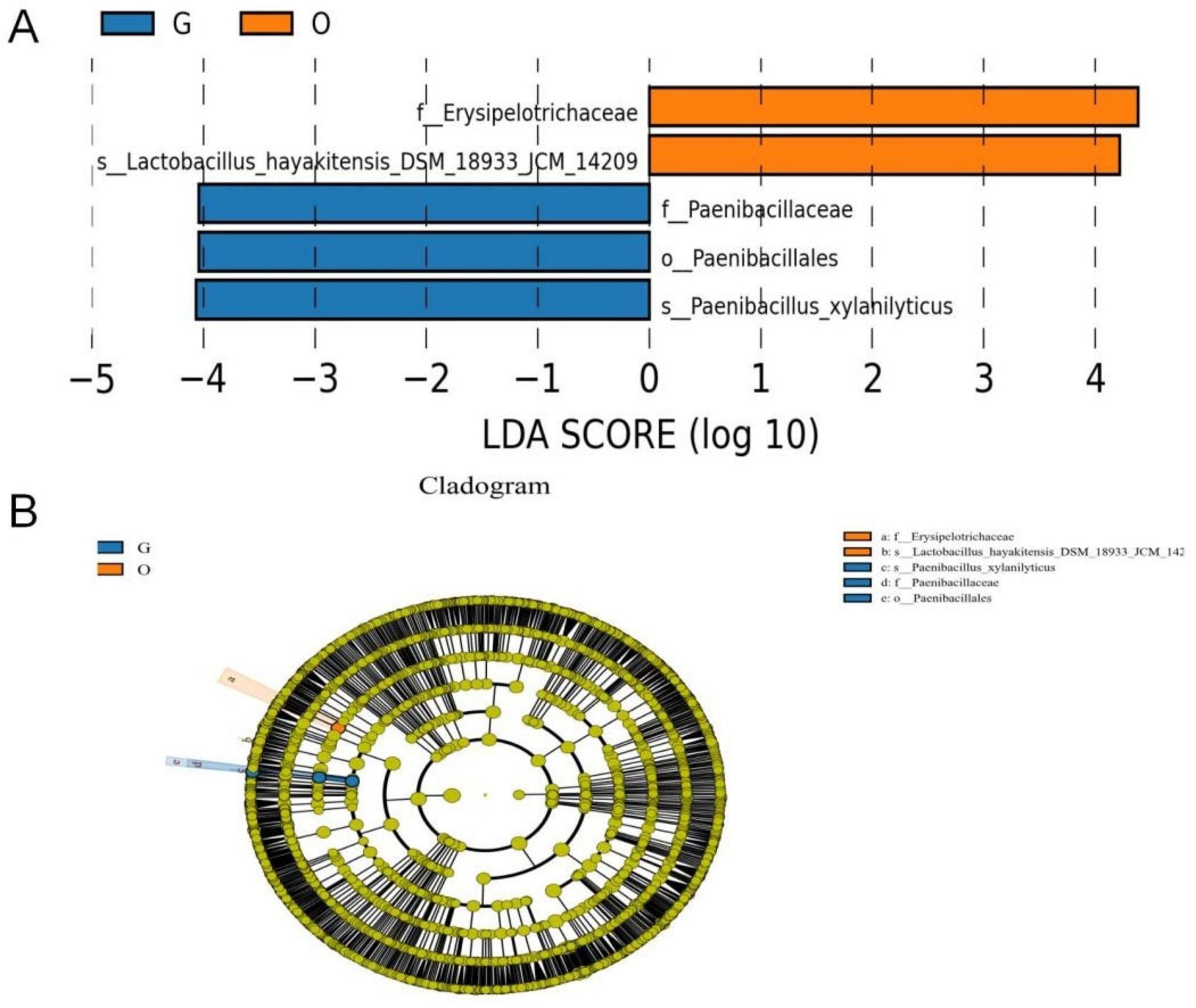 Bar graph and cladogram showing bacterial taxa with different LDA scores. In the bar graph (A), orange indicates class O and blue indicates class G, with specific taxa such as Erysipelotrichaceae and Lactobacillus highlighted. The cladogram (B) visually represents these taxa with corresponding color coding, illustrating their relationships within the hierarchy.