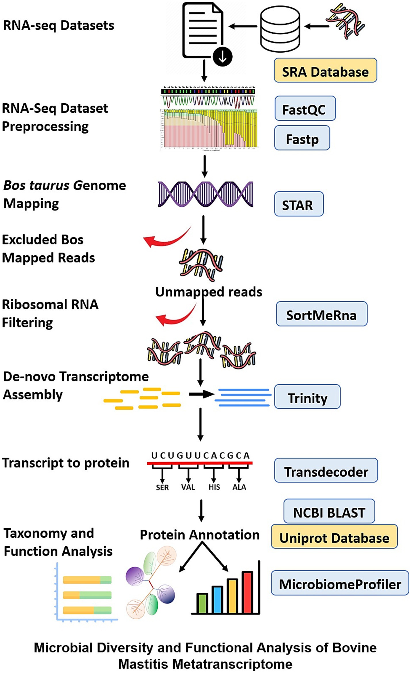 Flowchart illustrating the process of analyzing bovine mastitis metatranscriptomes. It starts with RNA-seq datasets, followed by preprocessing using FastQC and Fastp. The data undergoes genome mapping with STAR, excluding Bos taurus mapped reads. Unmapped reads are filtered using SortMeRNA, assembled with Trinity, and translated to proteins by Transdecoder. Protein annotation involves NCBI BLAST, Uniprot Database, and MicrobiomeProfiler. The process concludes with taxonomy and function analysis.