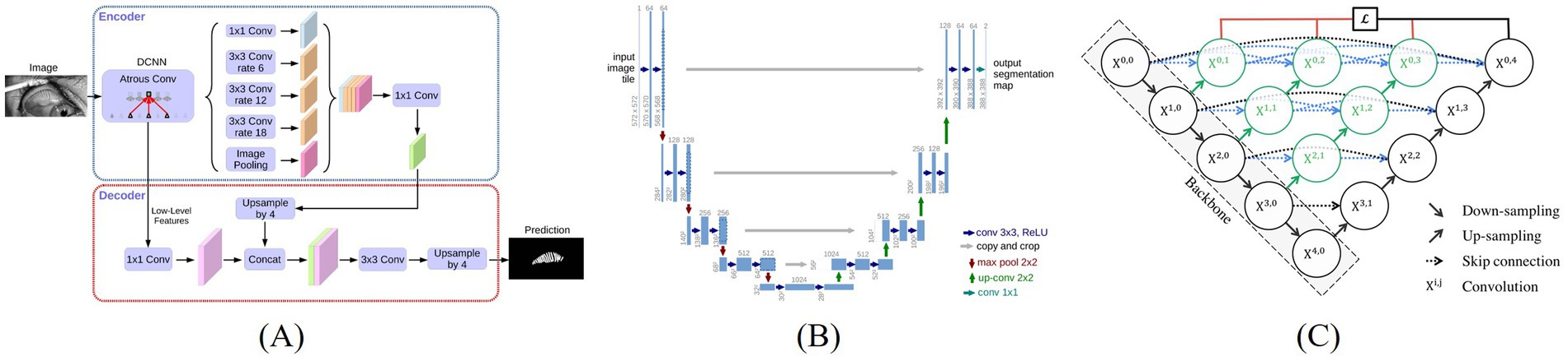 Diagram illustrating three neural network architectures. (A) A deep convolutional neural network with encoder-decoder structure featuring atrous convolutions and image pooling, outputting a prediction. (B) A U-Net architecture with convolutional layers, max pooling, and up-convolutions, displaying input and output segmentation. (C) A model with down-sampling, up-sampling, and skip connections, using labeled nodes for operations.