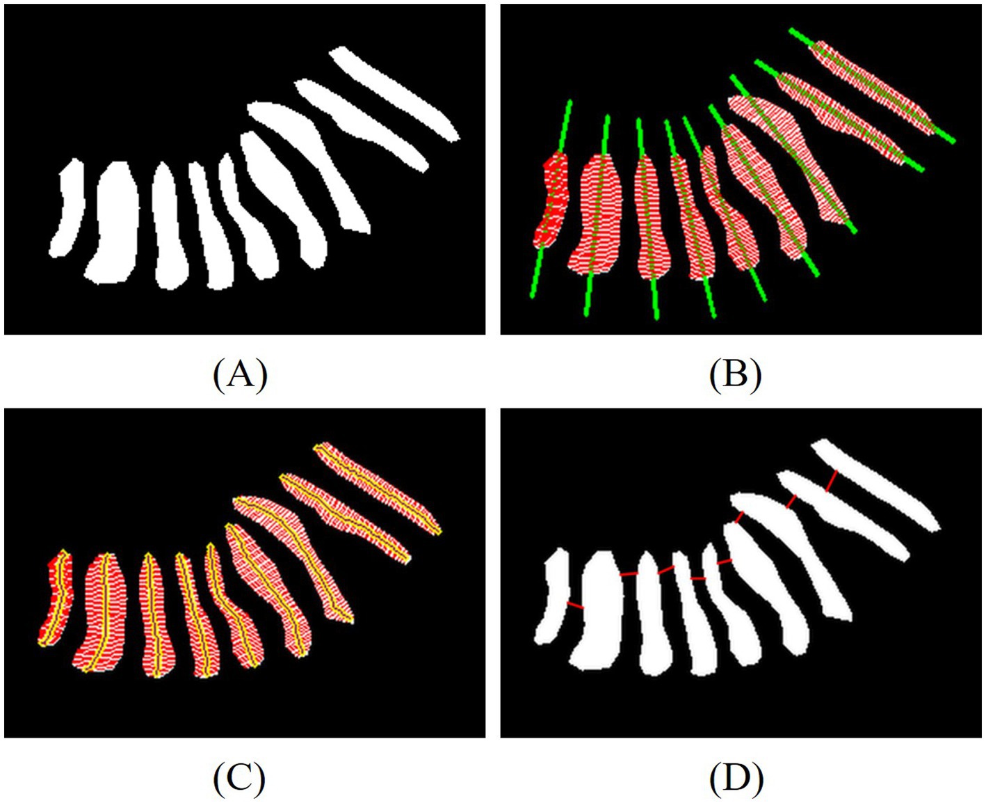 Diagram of four panels illustrating a process. Panel (A) shows white, irregular shapes on a black background. In panel (B), the shapes are outlined in red with green lines extending from them. Panel (C) highlights the shapes in red and yellow with internal patterns. Panel (D) displays the original shapes connected by red lines.