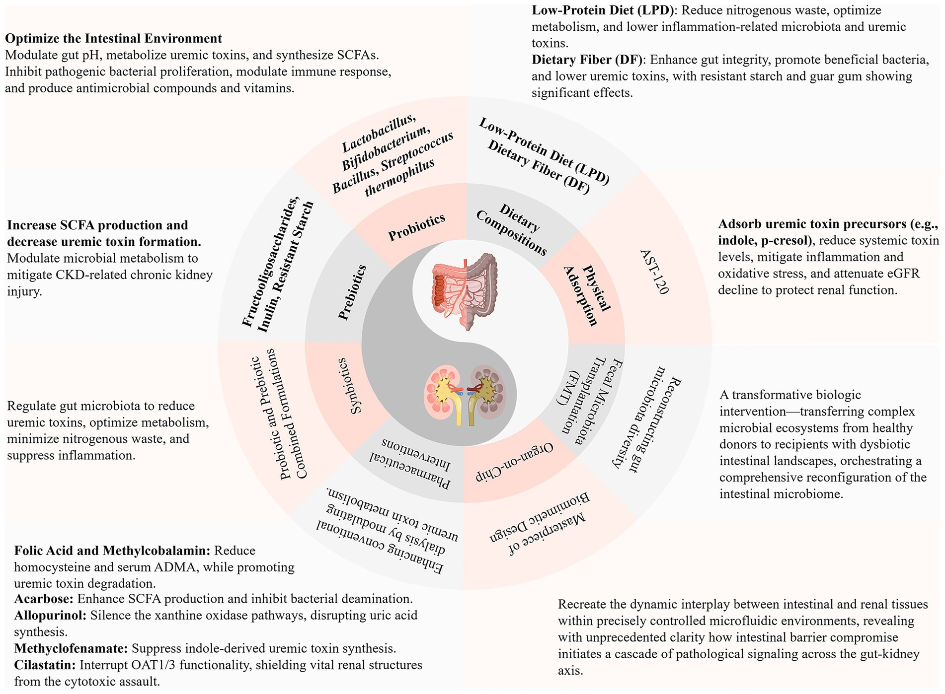 Diagram of gut-kidney interactions with strategies for optimizing the intestinal environment. The central organs are surrounded by concentric circles detailing approaches like probiotics, prebiotics, dietary compositions, physical adsorption, and microbiota interventions. Text highlights enhancing SCFA production, reducing uremic toxin formation, and various dietary and pharmaceutical interventions. Also mentioned are biologic interventions like fecal microbiota transplantation and gut microbiota diversity reconstruction. The focus is on improving microbial metabolism for better renal health.