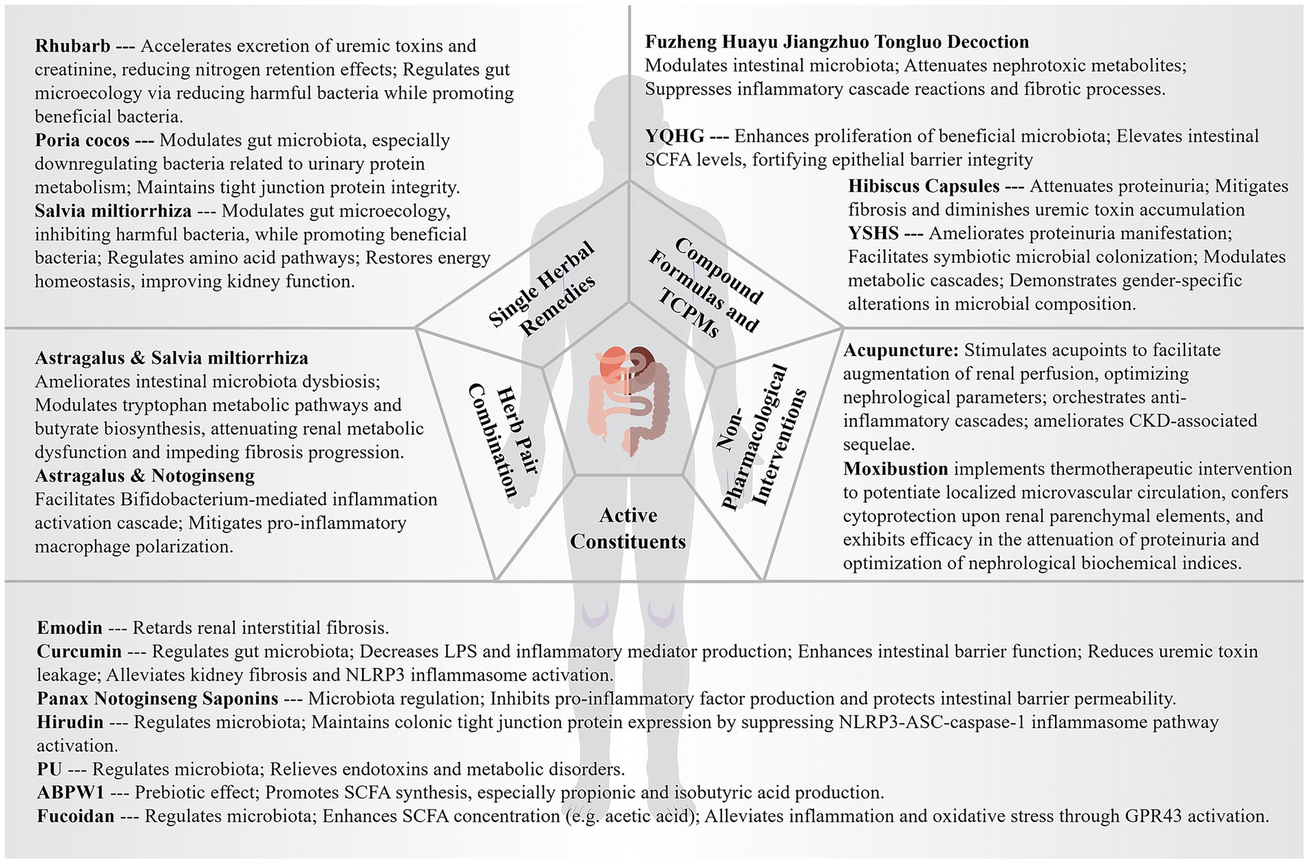 Diagram depicting various therapeutic interventions targeting intestinal health. Categories include Single Herbal Remedies, Herb Pair Combination, Compound Formulas and TCPMs, and Non-Pharmacological Interventions. Each category lists specific remedies and their effects, such as altering gut microbiota, reducing inflammation, improving kidney function, and enhancing intestinal barrier integrity. The center features a stylized digestive system labeled