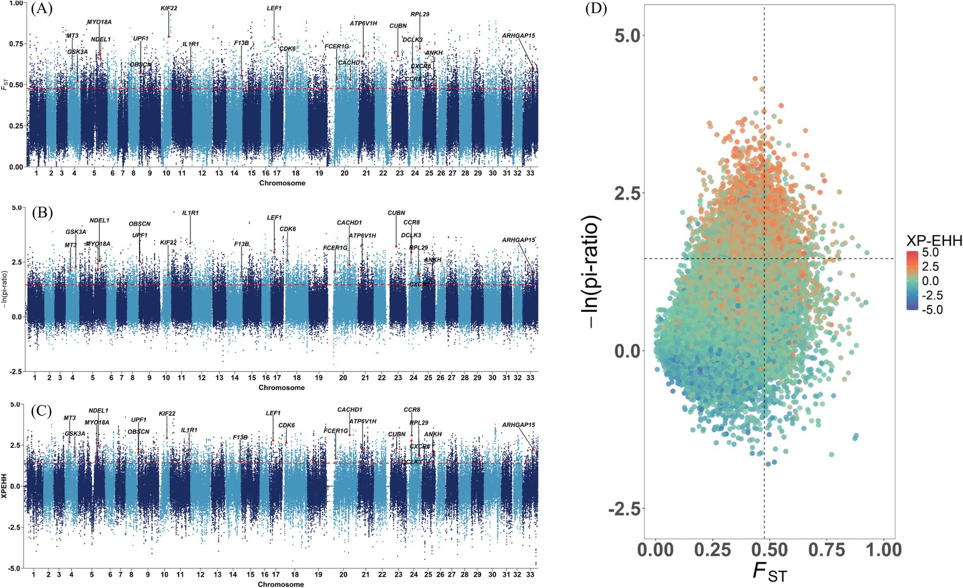 Genome-wide selection scans comparing TRD with reference populations. (A) Manhattan plot of F_ST values per 20-kb window across autosomes; a dashed horizontal line marks the top-5% threshold, with representative candidate genes labeled at peaks. (B) Manhattan plot summarizing nucleotide diversity (pi) differences. (C) Manhattan plot of normalized XP-EHH scores contrasting TRD with the reference populations. (D) Intersection diagram summarizing the overlap among the three methods (F_ST, pi, XP-EHH).