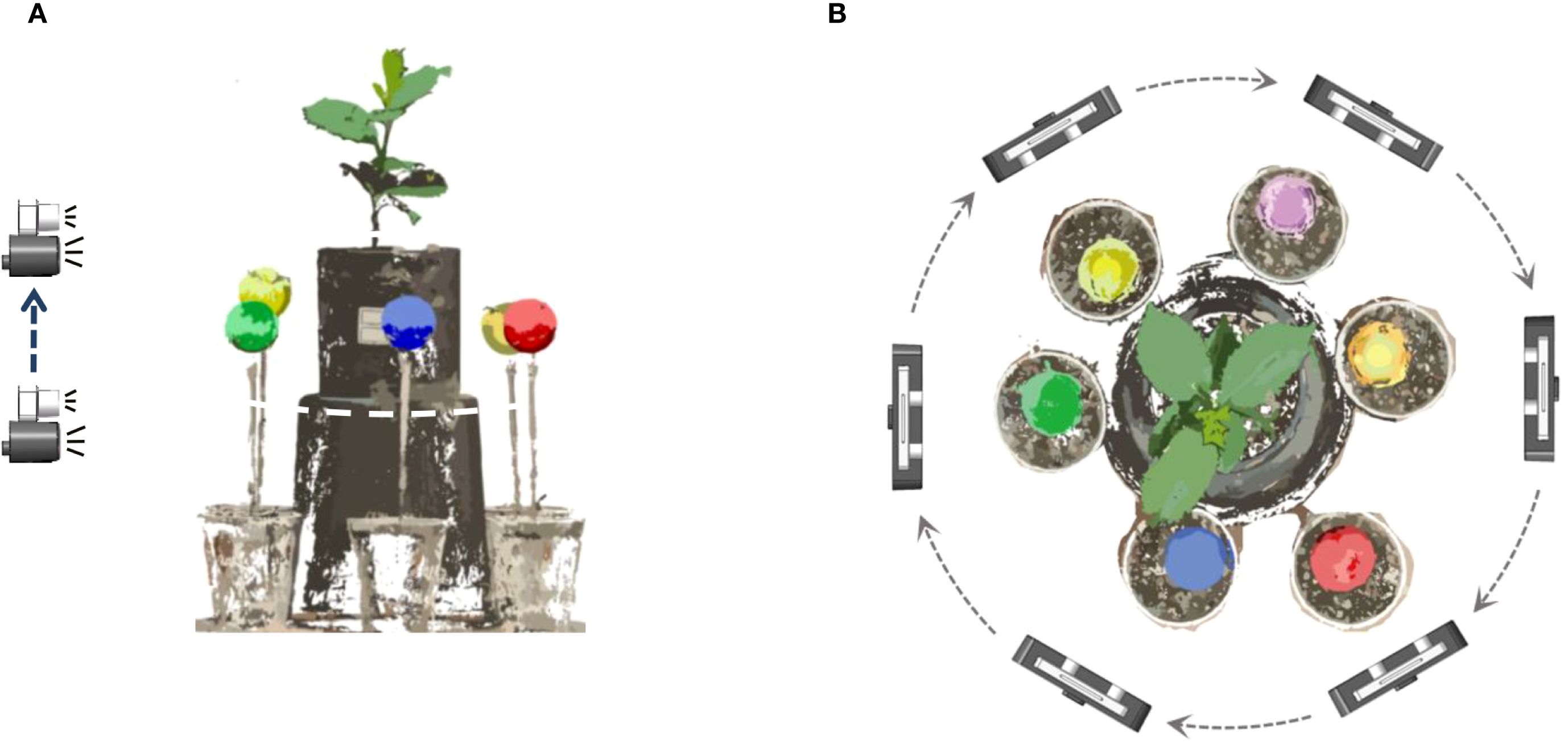 Diagram labeled A and B showing an experimental setup for plant growth. A displays a plant growing from a central container surrounded by colored spheres, with arrows and sensors indicating measurement or data collection. B shows a top view with the plant in the center, surrounded by colored circles, and arrows depicting a circular arrangement of sensors.