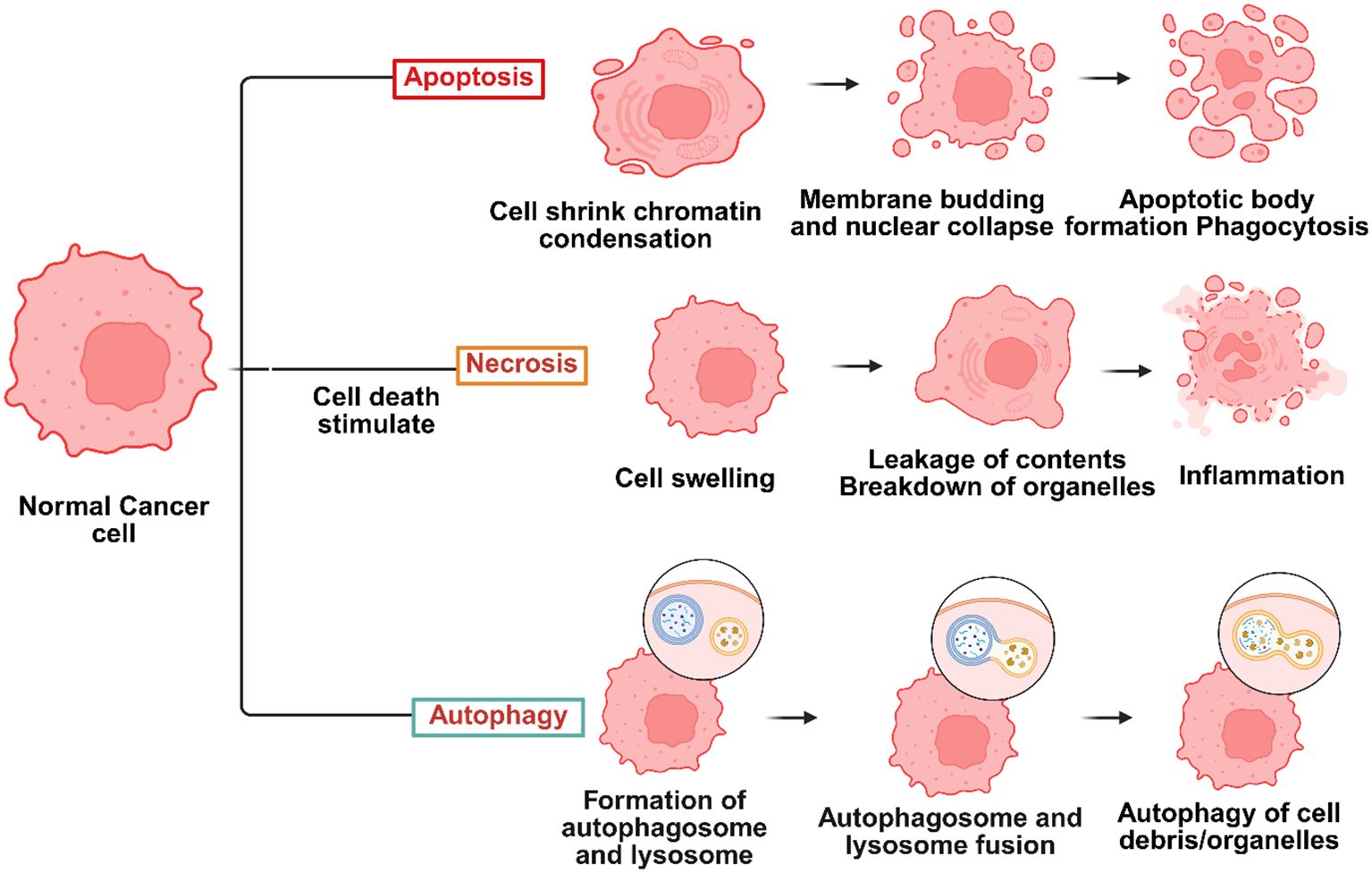 Diagram showing three pathways of cell death for a normal cancer cell: apoptosis, necrosis, and autophagy. Apoptosis involves chromatin condensation, membrane budding, and phagocytosis. Necrosis involves cell swelling, organelle breakdown, and inflammation. Autophagy involves the formation and fusion of autophagosomes and lysosomes with cell debris.