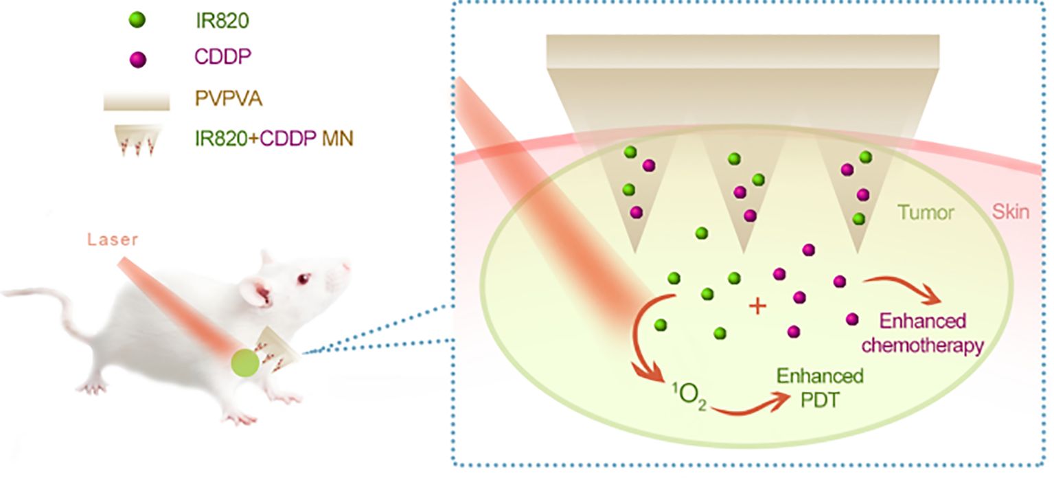Illustration depicting a therapy process involving a mouse treated with IR820 and CDDP drugs. A laser targets the mouse, activating microneedles delivering the drugs into a tumor, visualized with green and purple particles. The process enhances chemotherapy and photodynamic therapy (PDT) through increased oxygen production, indicated by arrows and labels.