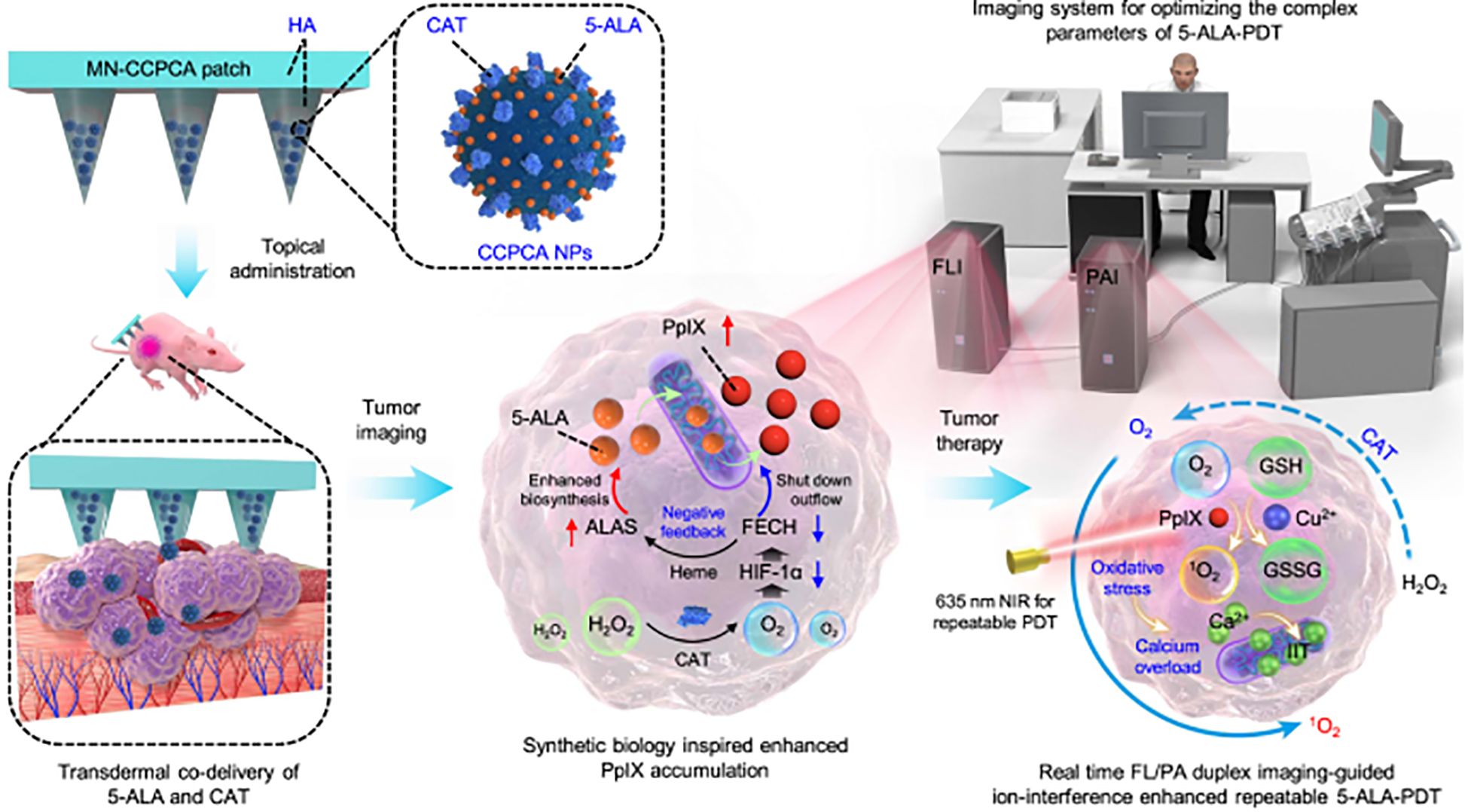 Diagram illustrating a therapy approach using a MN-CCPCA patch. The patch delivers 5-ALA and CAT transdermally into a mouse tumor. Enhanced PpIX accumulation occurs in tumor cells, supported by biosynthesis and shut-down outflow processes. An imaging system optimizes parameters for therapy with real-time FL/PA duplex imaging. The process involves oxidative stress and calcium overload mechanisms, shown via molecular pathways and imaging outputs.