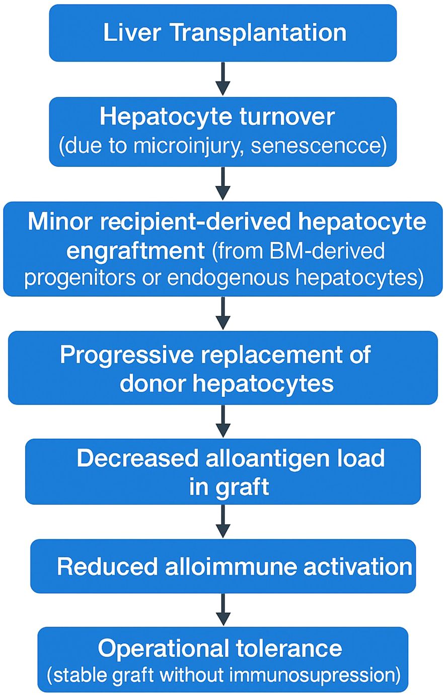 Flowchart depicting the process post-liver transplantation: hepatocyte turnover occurs due to microinjury and senescence, leading to recipient-derived hepatocyte engraftment. This results in progressive replacement of donor hepatocytes, decreased alloantigen load, reduced alloimmune activation, and finally, operational tolerance with a stable graft without immunosuppression.