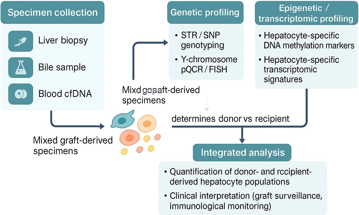 Flowchart illustrating the process of analyzing mixed graft-derived specimens. Specimen collection includes liver biopsy, bile sample, and blood cfDNA. Genetic profiling involves STR/SNP genotyping and Y-chromosome pQCR/FISH, while epigenetic/transcriptomic profiling focuses on hepatocyte-specific DNA methylation markers and transcriptomic signatures. The process determines donor versus recipient, leading to integrated analysis for quantification of donor and recipient-derived hepatocyte populations and clinical interpretation, including graft surveillance and immunological monitoring.