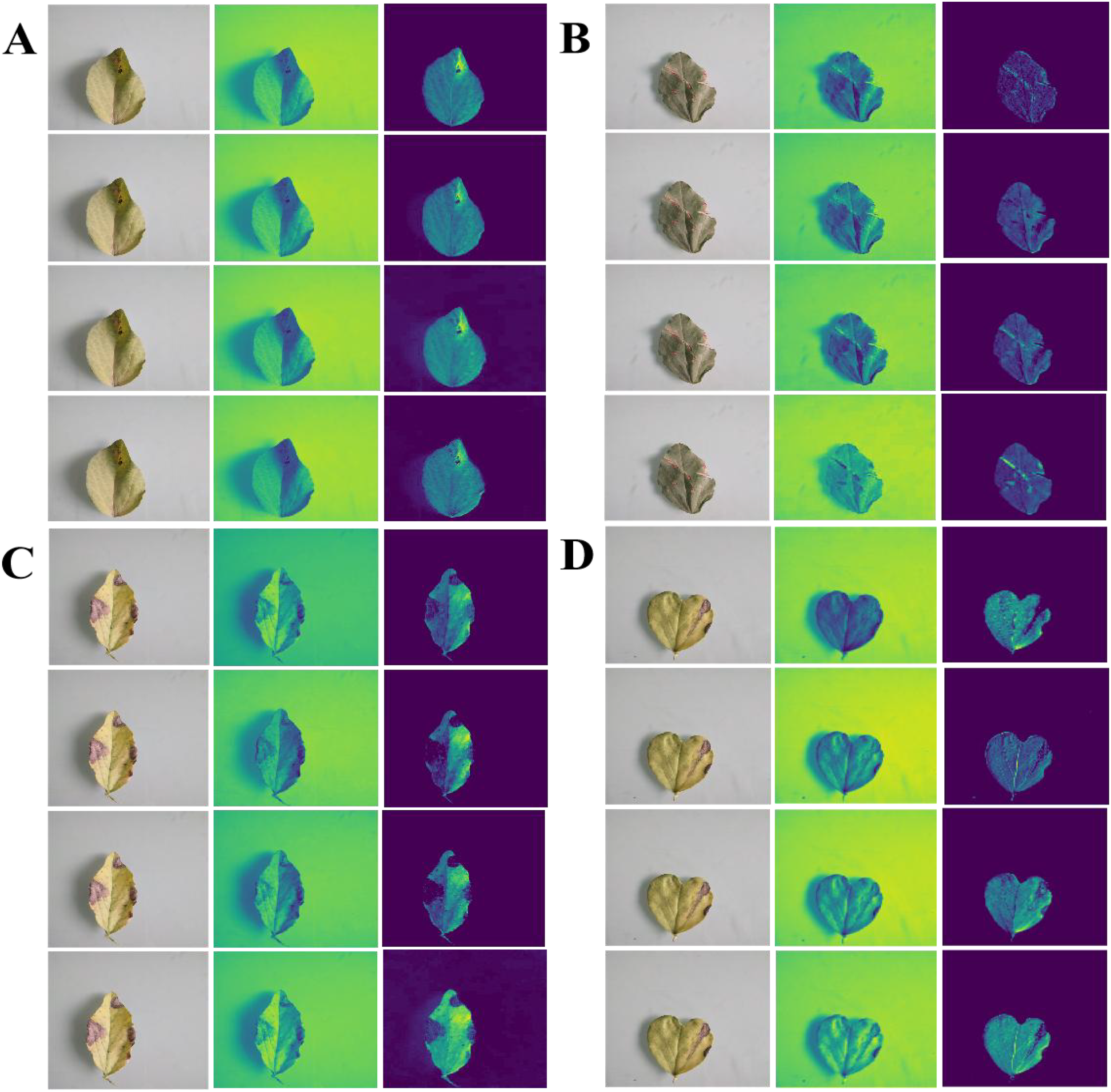 Four panels labeled A, B, C, and D each display a sequence of images showing leaves under different visual filters. Each panel contains three columns: the first with a natural image of the leaf, the second with a color gradient filter highlighting textures, and the third with a false-color filter showing detailed patterns. The leaves vary in shape and color with visible variations in texture across the panels.