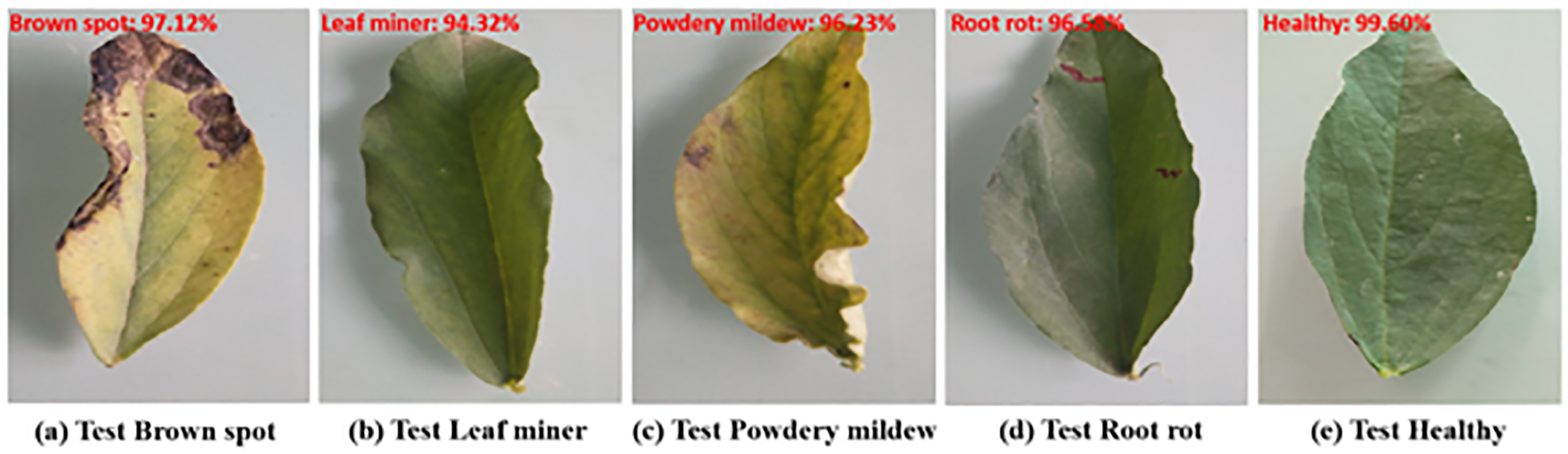 Five leaves showing different conditions: (a) Brown spot with 97.12% severity, (b) Leaf miner damage at 94.32%, (c) Powdery mildew affected 96.23%, (d) Root rot with 96.58% severity, (e) Healthy leaf at 99.60%.