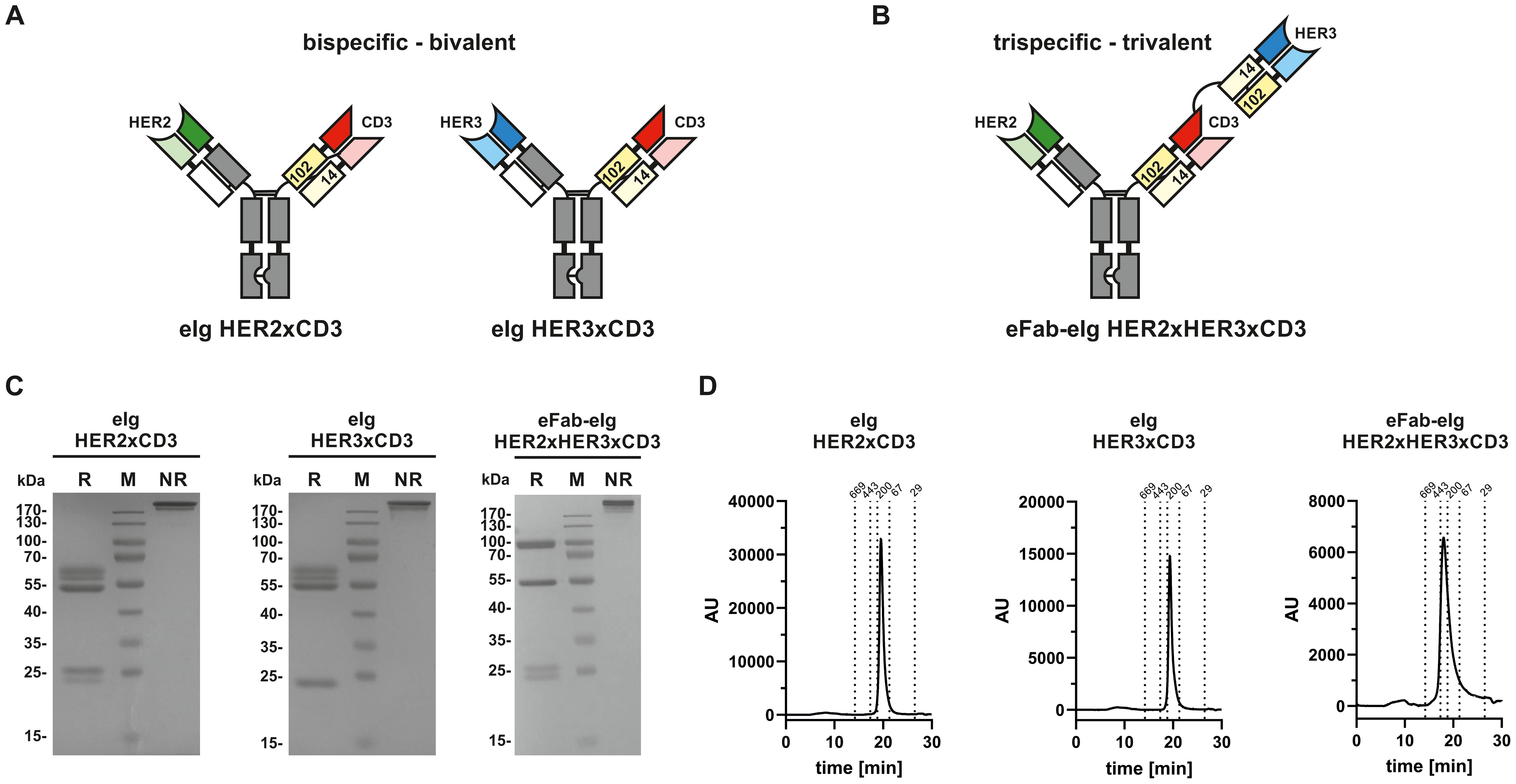 Diagram illustrating bispecific bivalent and trispecific trivalent antibody designs. Panel A shows HER2xCD3 and HER3xCD3 components. Panel B features HER2xHER3xCD3. Panel C contains three gel electrophoresis images comparing different protein constructs. Panel D presents three chromatograms depicting protein purification profiles over time for the constructs.