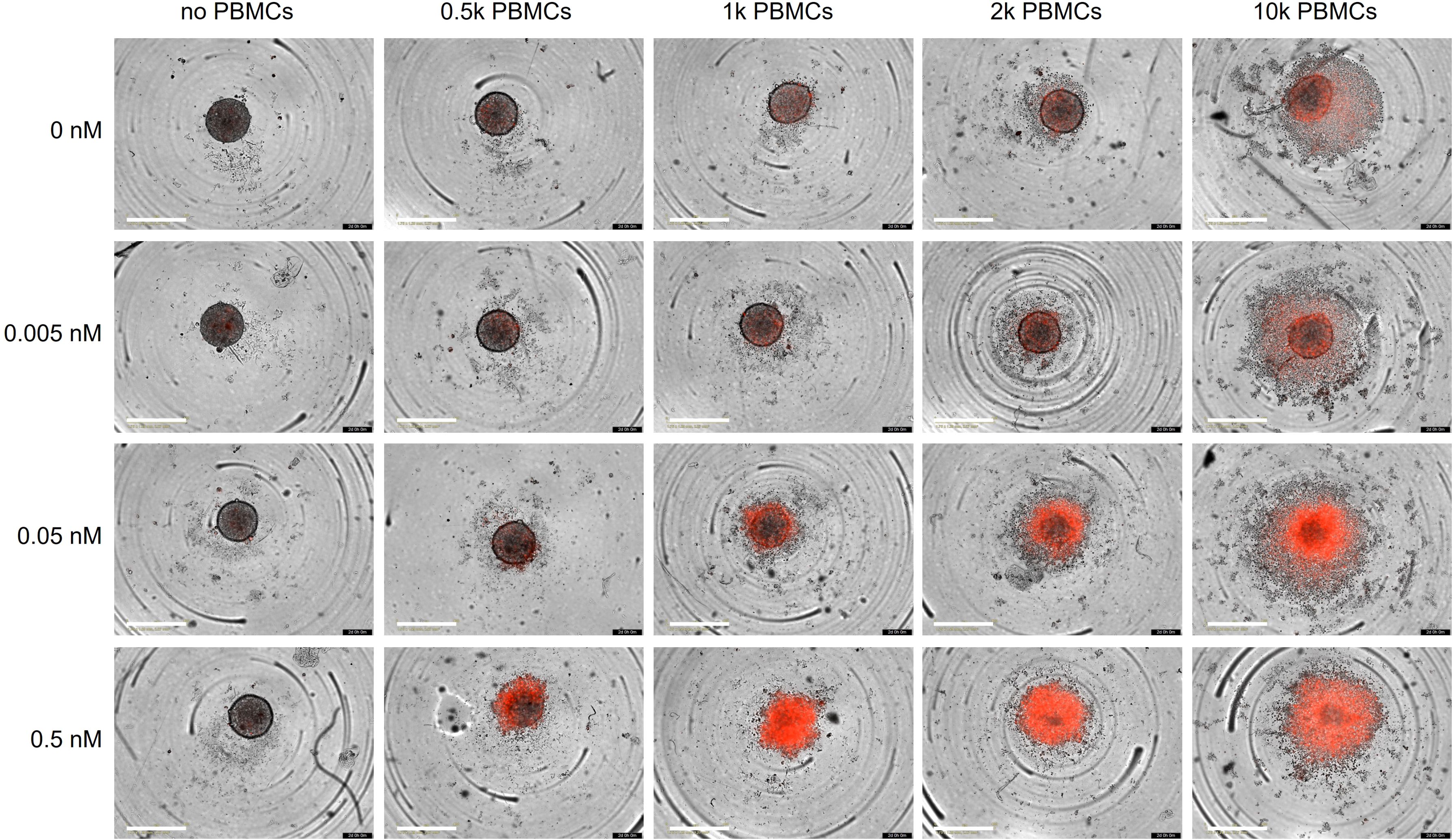 Microscopic images showing varying concentrations of PBMCs and a substance in nM affecting cellular behavior. Rows represent concentrations from 0 to 0.5 nM, and columns represent PBMC levels from no PBMCs to 10k PBMCs. Dark red areas increase with higher PBMC and substance concentrations, indicating cellular reactions.
