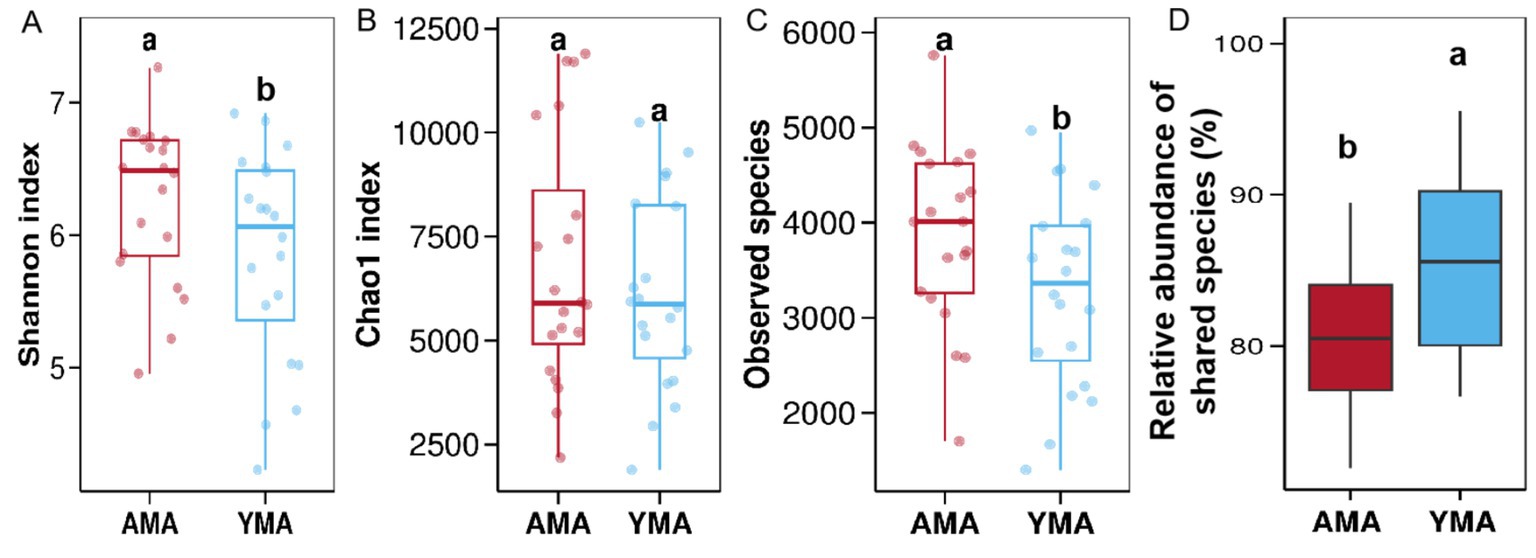 Boxplots comparing AMA and YMA groups across four metrics: A) Shannon index shows higher diversity in AMA. B) Chao1 index is similar for both. C) Observed species are greater in AMA. D) Relative abundance of shared species is higher in YMA. Data points are displayed with corresponding labels for significant differences (a, b).