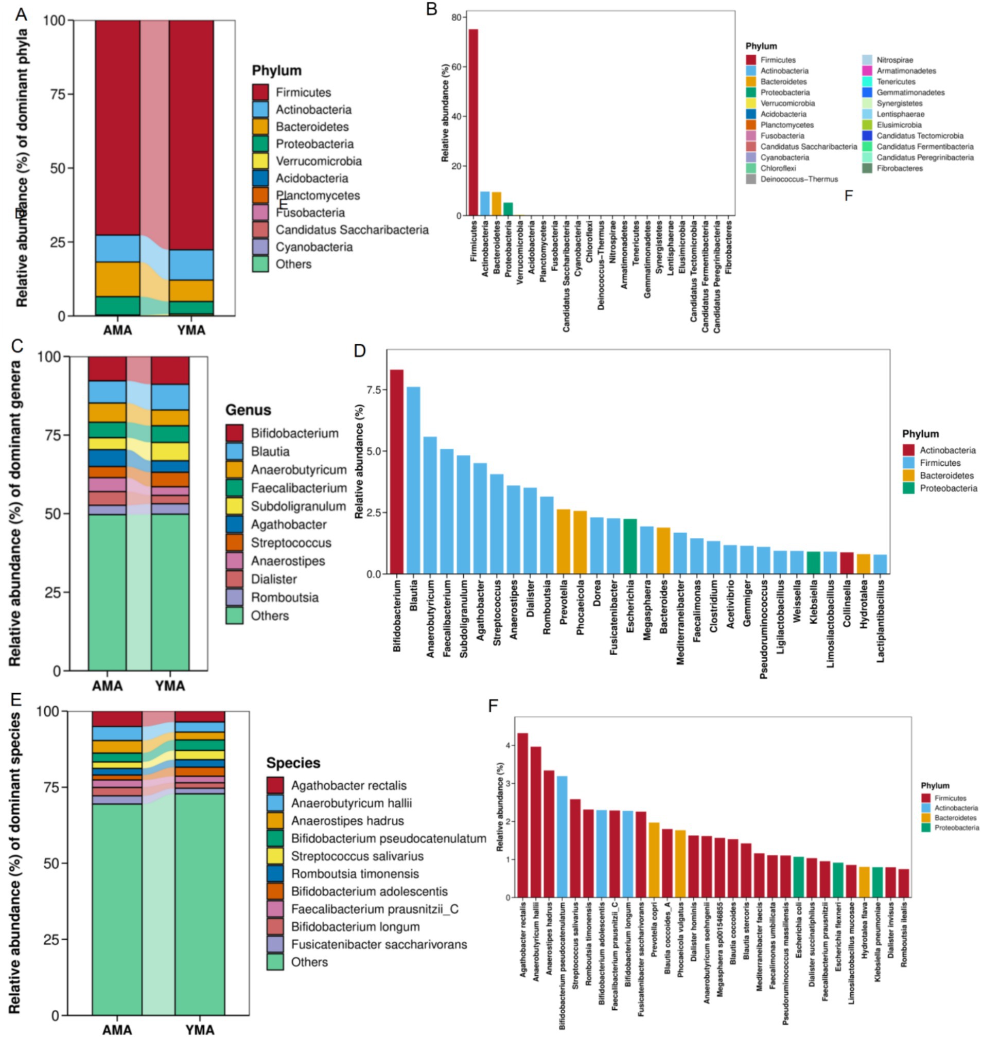 Bar charts display the relative abundance of gut microbiota at different taxonomic levels: phylum (A, B), genus (C, D), and species (E, F) in AMA and YMA groups. Phyla include Firmicutes, Actinobacteria, and others. Charts illustrate differences between the two subject groups, showing diversity in bacterial composition.