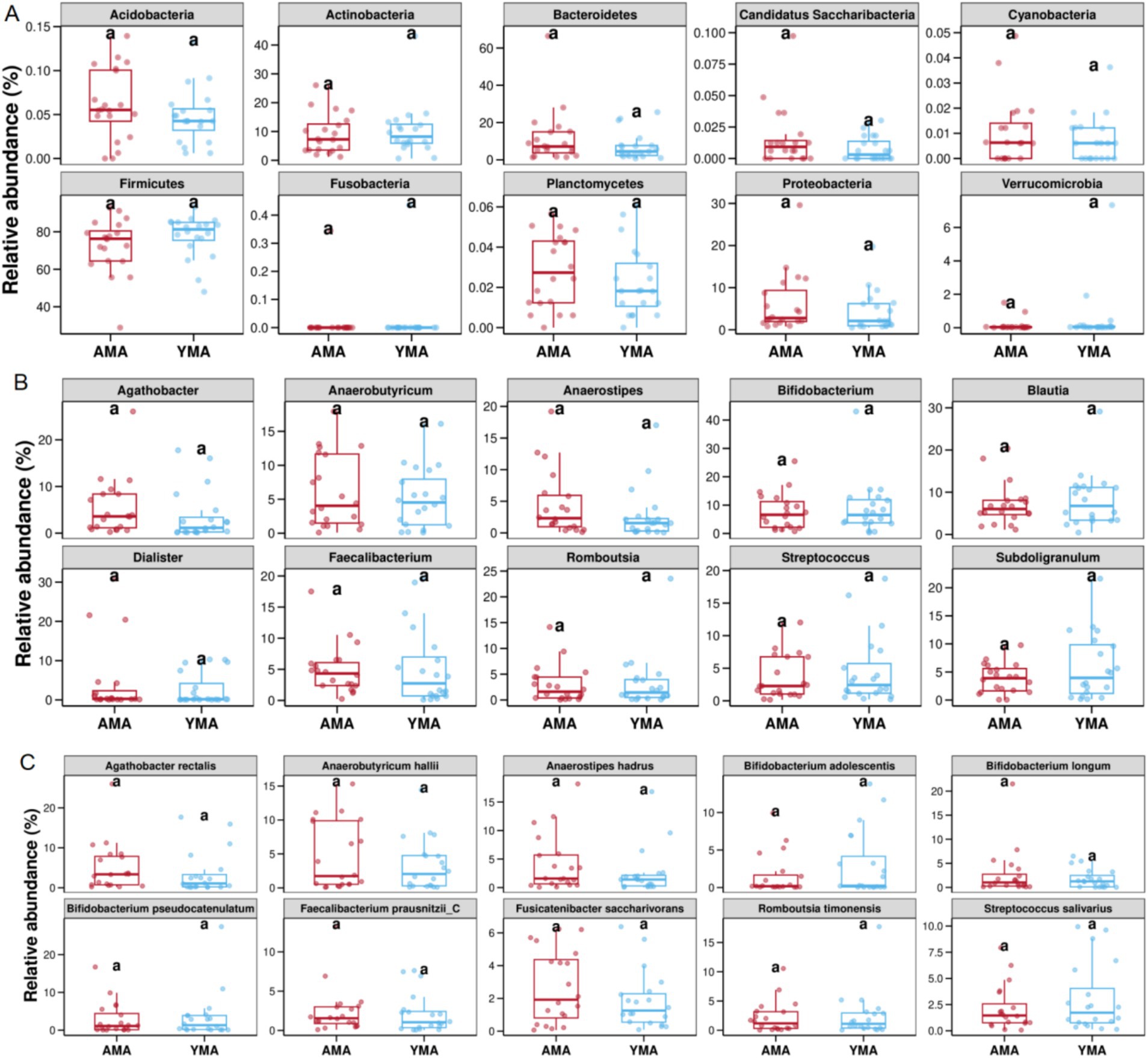 Box plot images depicting the relative abundance of various bacterial taxa across three categories: A) Phyla, B) Genera, and C) Species. Each chart compares two groups, AMA and YMA. Data points are shown as dots, with significant differences indicated by letter annotations.