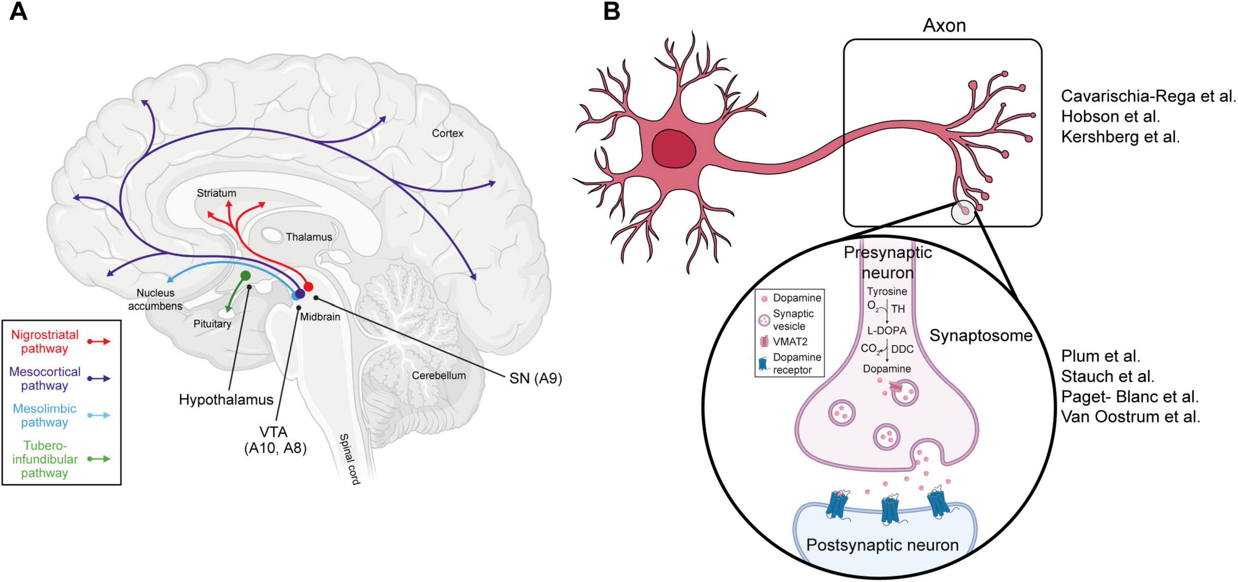 Diagram illustrating dopaminergic pathways in the brain. Part A shows pathways including nigrostriatal (red), mesocortical (blue), mesolimbic (purple), and tubero-infundibular (green), labeled with brain regions like striatum and thalamus. Part B depicts a neuron with labeled parts like axon and synapse, highlighting neurotransmission processes, mentioning studies by various authors.