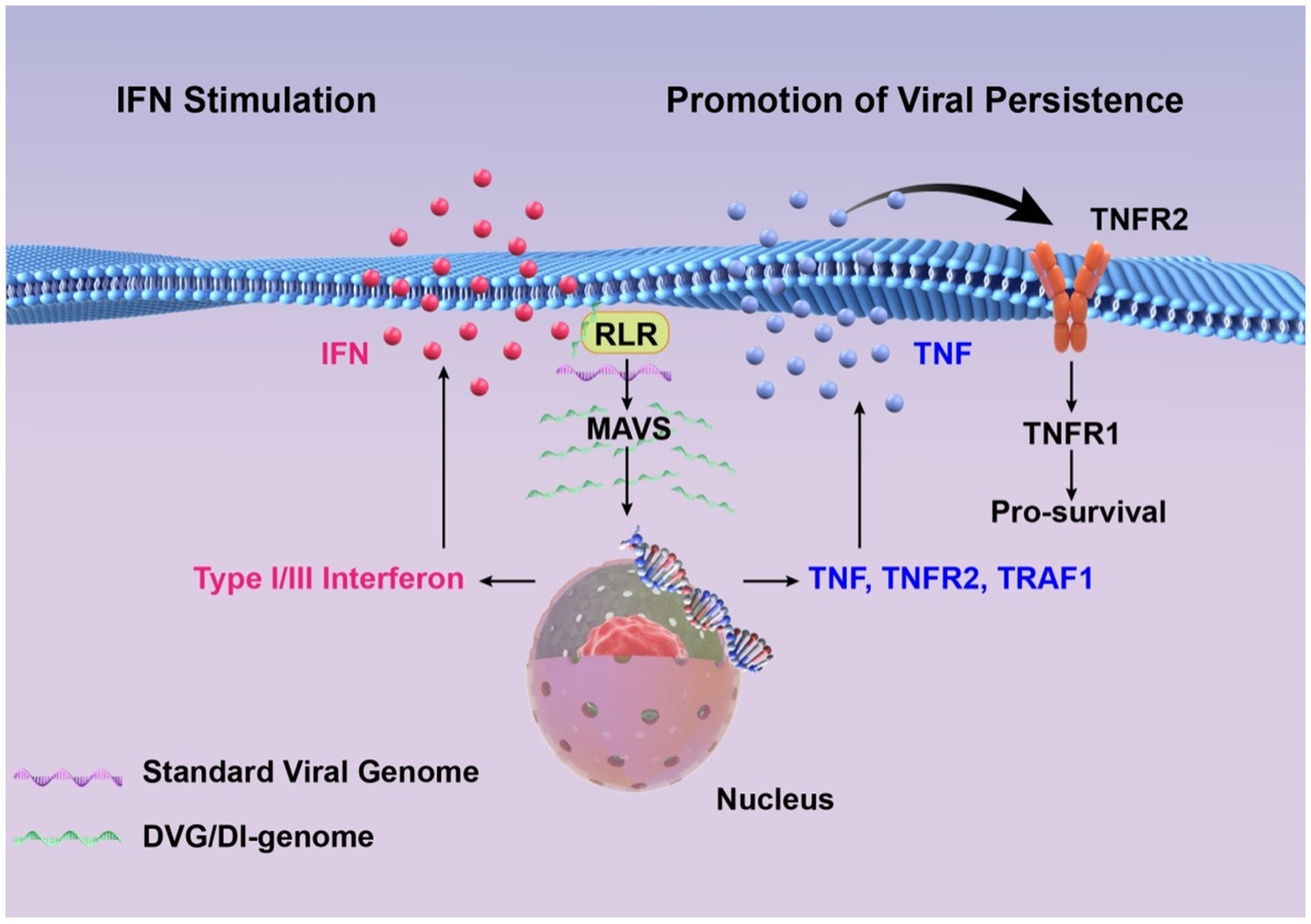 Diagram depicting the process of IFN stimulation and viral persistence promotion. On the left, IFN particles stimulate RLR, leading to MAVS activation, resulting in Type I/III interferon production in the nucleus. On the right, TNF particles interact with TNFR2, activating TNFR1 and promoting cell survival. The graph includes labels for standard viral genome and DVG/DI-genome.