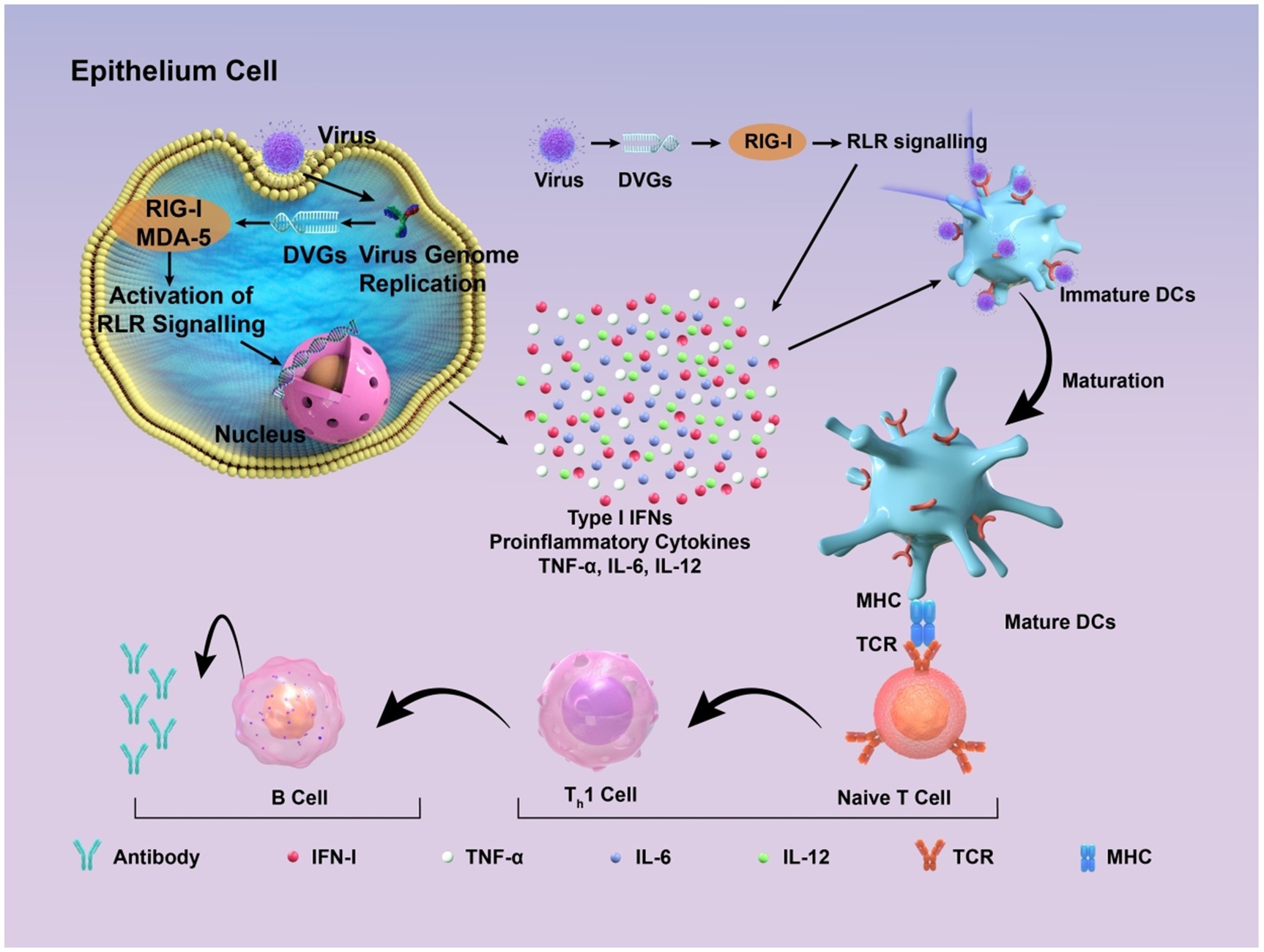 Diagram illustrating virus interaction with an epithelium cell. Virus enters, triggering RIG-I and MDA-5, activating RLR signaling. Viral genome replicates, producing DVGs. This process releases Type I IFNs and proinflammatory cytokines (TNF-α, IL-6, IL-12), maturing dendritic cells (DCs). Mature DCs interact with naive T cells via MHC and TCR. B cells produce antibodies, and T-subscript-1 cells contribute to the immune response.