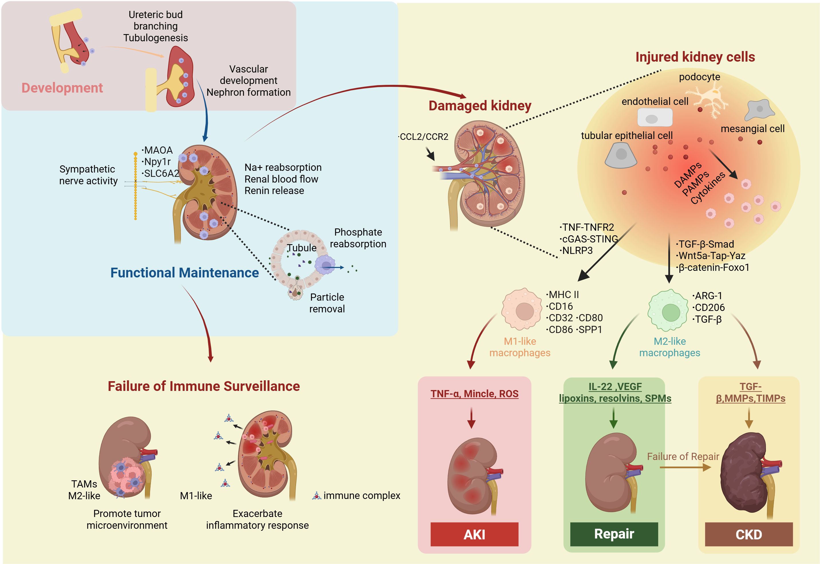 Chart illustrating kidney development, function, and dysfunction. It shows three stages: “Development,” describing ureteric bud and nephron formation; “Functional Maintenance,” highlighting roles like phosphate reabsorption and sympathetic nerve activity; and “Failure of Immune Surveillance,” depicting damaged kidneys and immune responses. The diagram details processes of acute kidney injury (AKI), repair, and chronic kidney disease (CKD), with involvement of M1 and M2 macrophages and various molecular pathways.