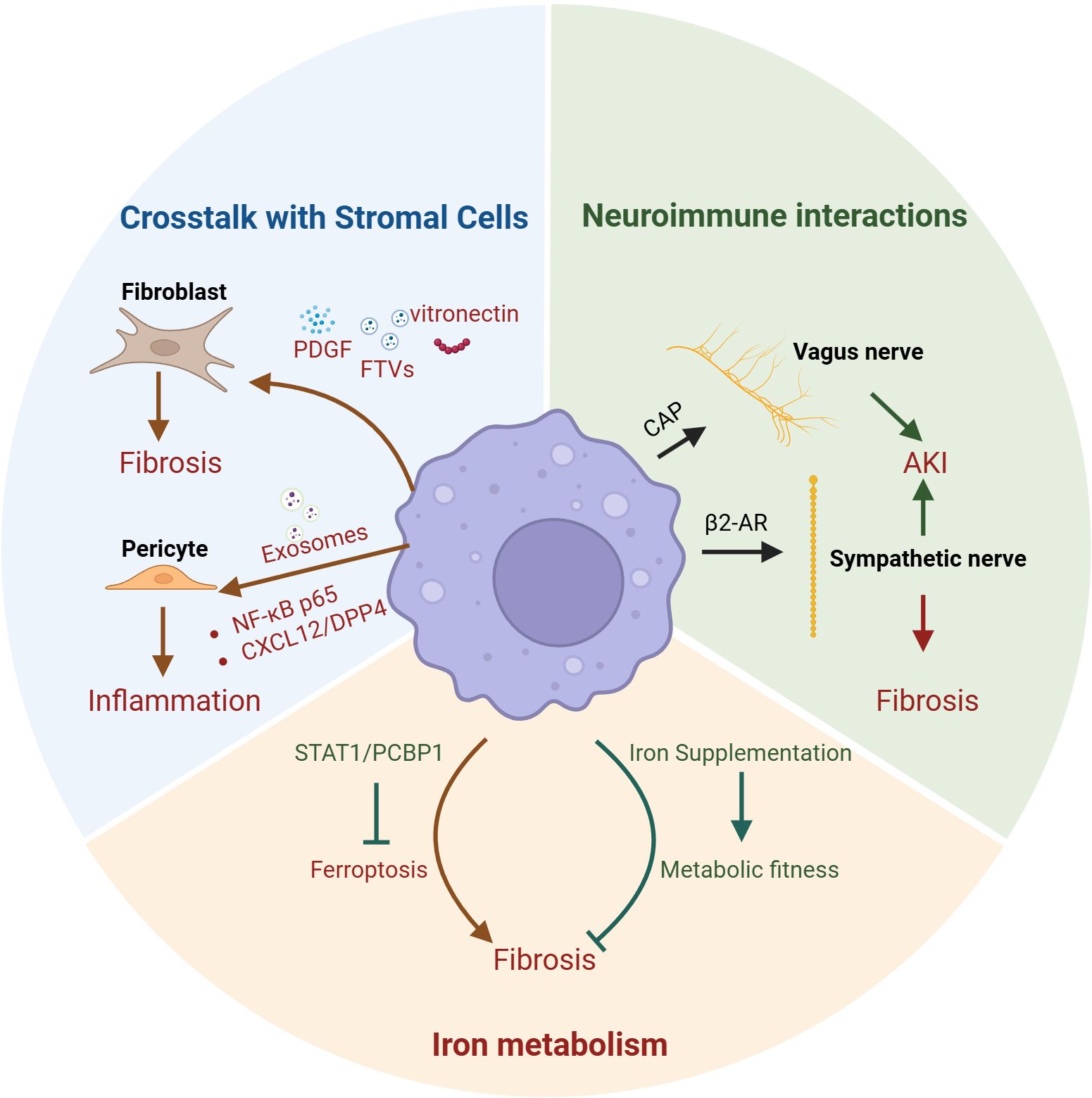 Diagram showing interactions in tissue health. Upper left: Crosstalk with stromal cells, fibrosis via fibroblasts, inflammation via pericytes. Upper right: Neuroimmune interactions involve vagus and sympathetic nerves, leading to acute kidney injury and fibrosis. Bottom: Iron metabolism impacts fibrosis and ferroptosis. Central cell depicted.