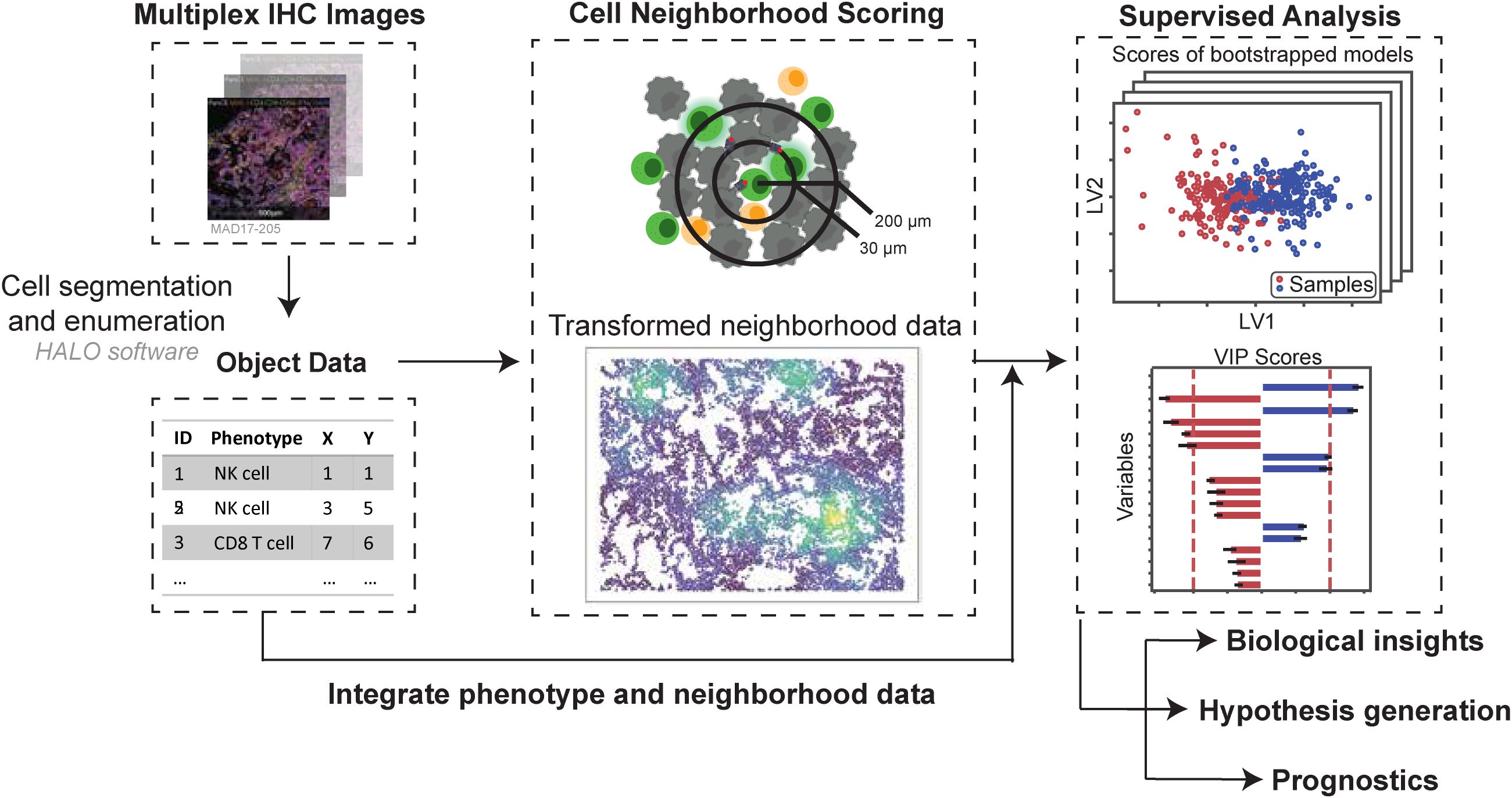 Flowchart illustrating a process for analyzing multiplex immunohistochemistry (IHC) images. Steps include cell segmentation using HALO software to produce object data, cell neighborhood scoring, and supervised analysis with model scores and VIP scores. The process integrates phenotype and neighborhood data to generate biological insights, hypothesis generation, and prognostics.