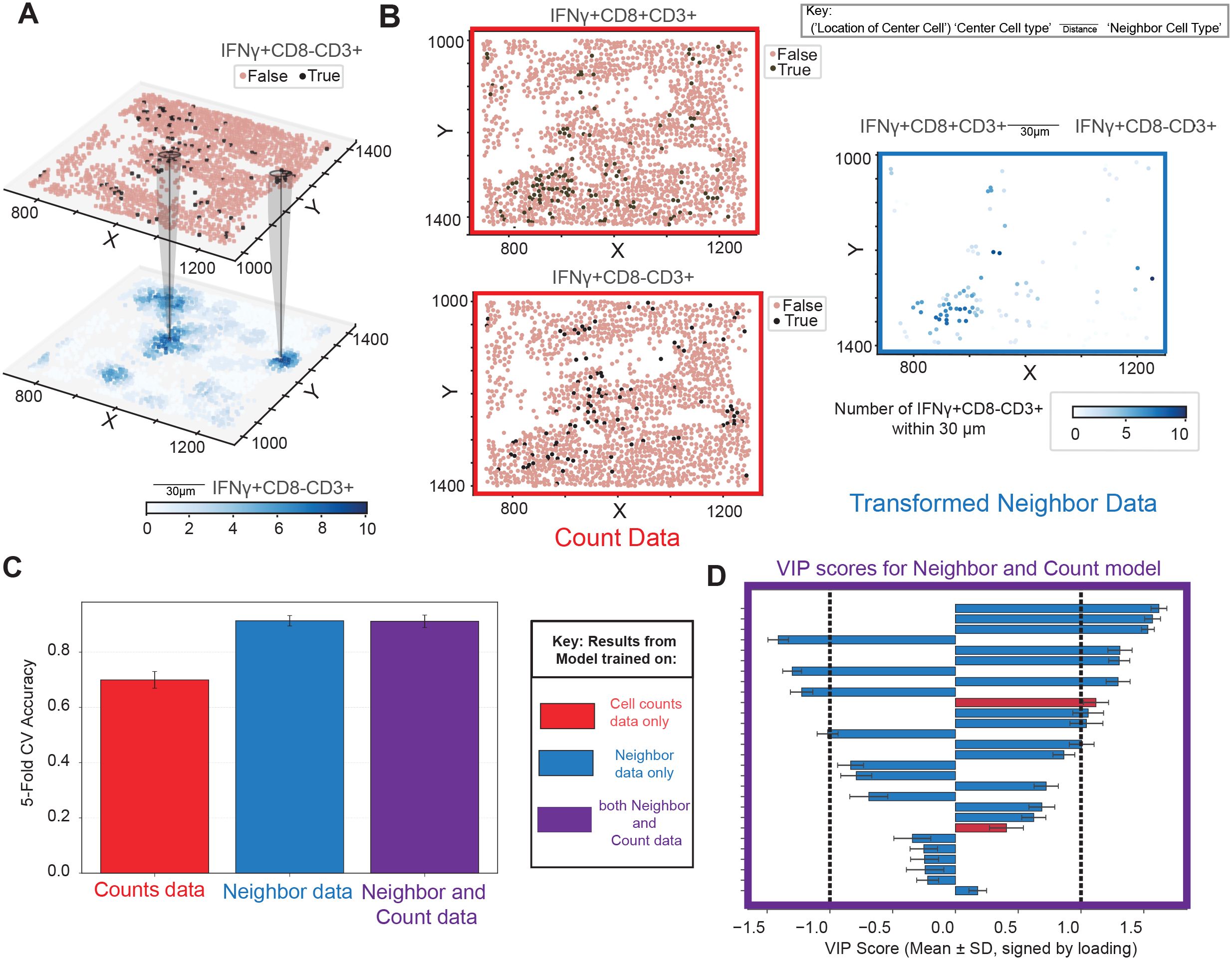 The image contains four panels labeled A, B, C, and D. Panel A shows a 3D scatter plot comparing IFNγ+CD8-CD3+ and IFNγ+CD8+CD3+ cell populations, marked as “False” and “True”. Panel B displays two scatter plots: one for count data and one for transformed neighbor data, indicating cell distribution and density with color gradients. Panel C presents a bar graph of 5-Fold CV accuracy, comparing counts data, neighbor data, and combined data. Panel D features a bar chart of VIP scores for a model using neighbor and count data, detailing various variables’ significance with color-coded bars.