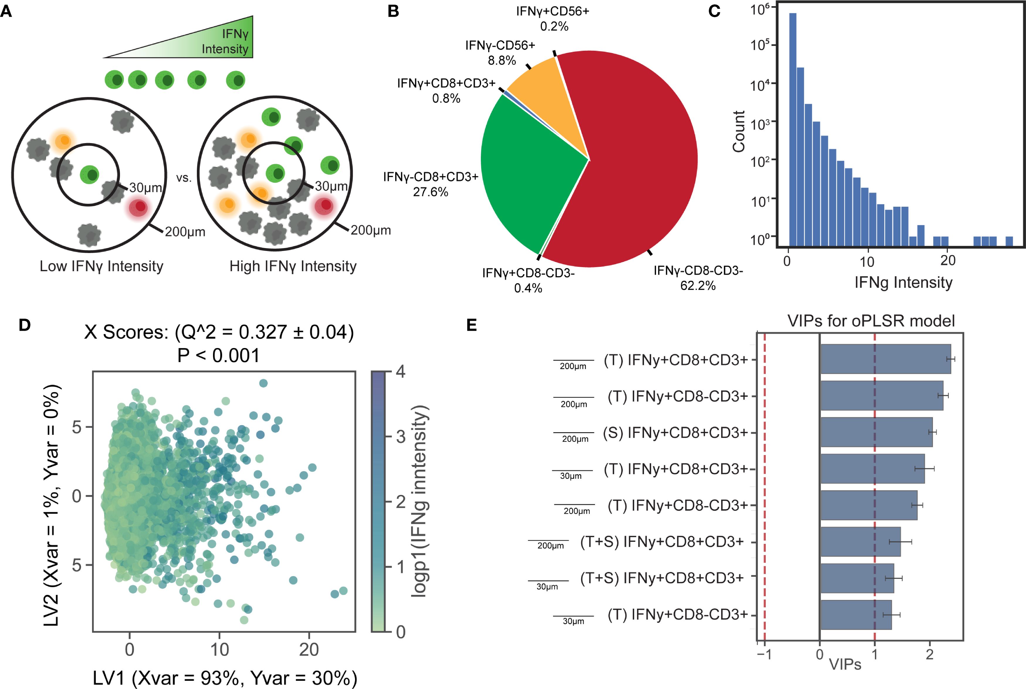 A composite image featuring five panels. Panel A: Diagrams comparing low and high IFNγ intensity in cells, with varying proximity indicators. Panel B: Pie chart showing the distribution of different cell types, highlighting IFNγ-CD8-CD3- at 62.2%. Panel C: Bar chart displaying the frequency distribution of IFNγ intensity. Panel D: Scatter plot of scores with LV1 and LV2 axes, showcasing the intensity gradient. Panel E: Bar graph detailing VIPs for OPLSR model with error bars, emphasizing specific cell types.