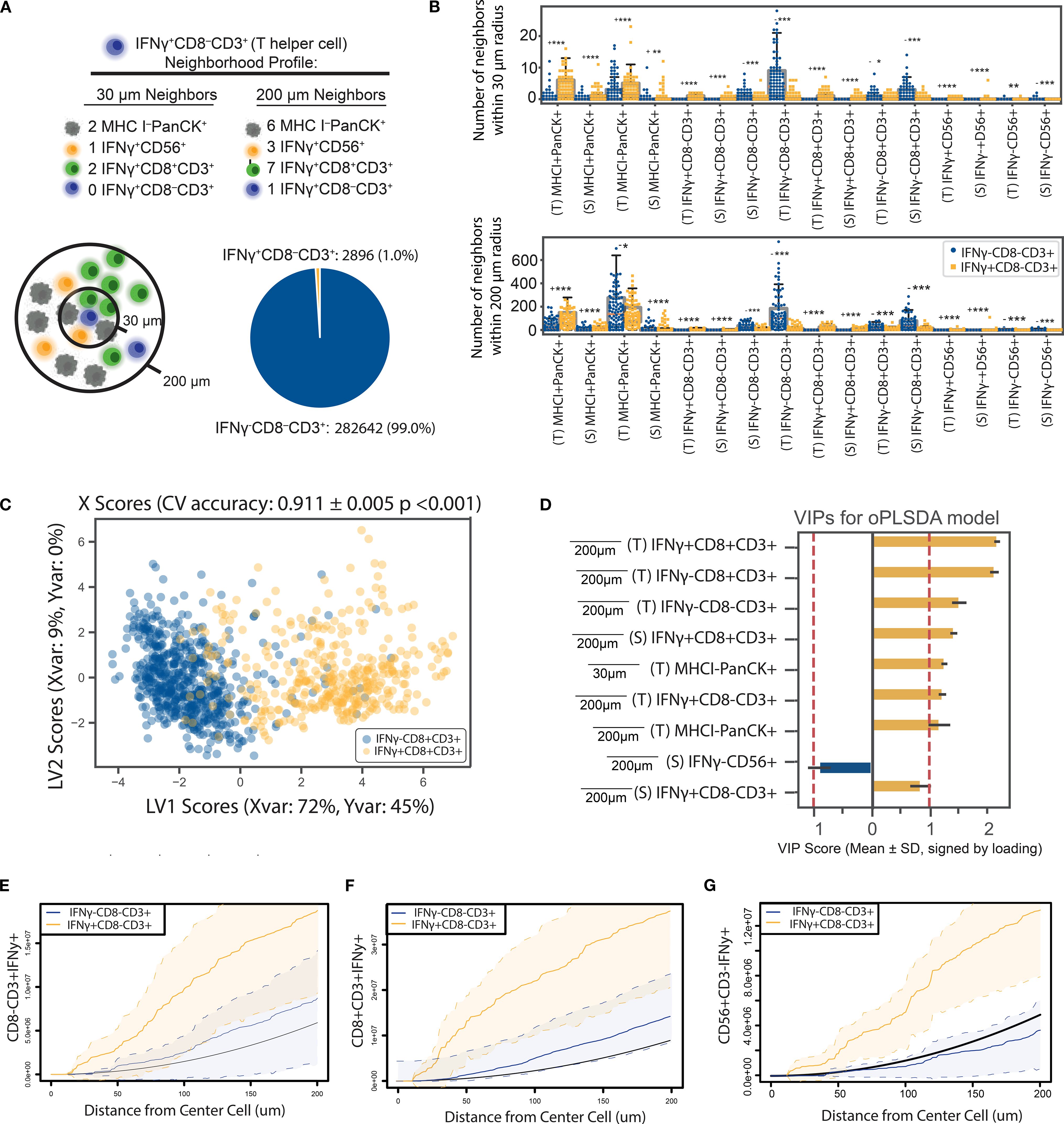 Composite image showing multiple data visualizations related to IFNγ^+CD8^−CD3^+ cell analysis. (A) Diagram and pie chart illustrating neighborhood profiles. (B) Bar charts displaying cell counts at 30 µm and 200 µm radii. (C) Scatter plot with LV1 and LV2 scores, also indicating data variance on each latent variable. (D) Bar chart listing Variable Importance in Projection (VIPs) for an OPLSDA model at different radii. (E-G) Line graphs showing the number of three different cell phenotypes around CD3^+CD8^+IFNg^+/- cells as a function of distance.