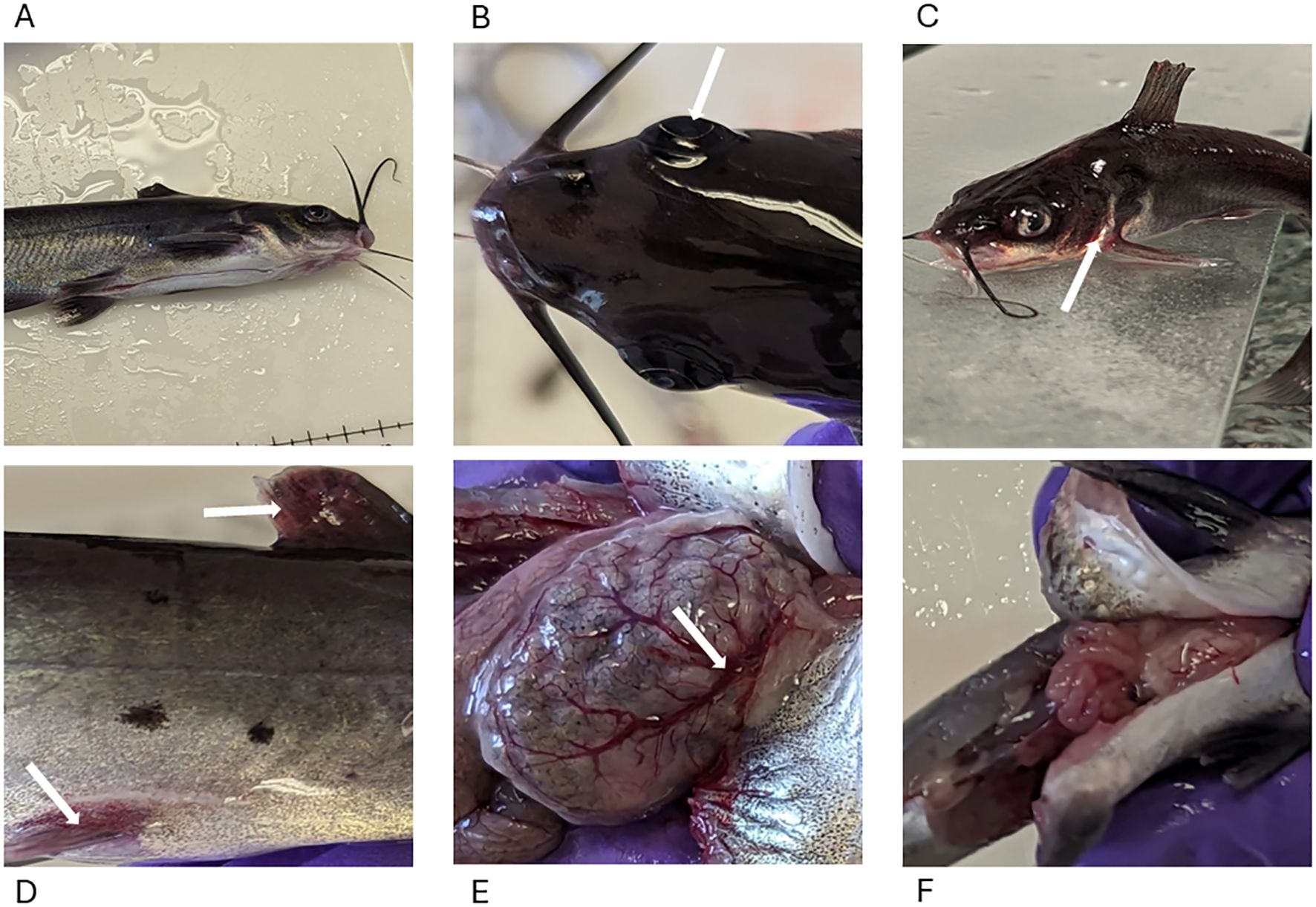 A series of six images labeled A to F depict external lesions of channel catfish specimens. A shows channel catfish with no external markings. B and C focus on the head area, highlighting protruding eyeballs and reddening around the features around the head. D presents reddening some fins of the channel catfish. E and F show internal lesions in the channel catfish, with E showing how the blood vessels of the stomach are enlarged in the fed group compared to F, where they are not, because these fish were unfed.