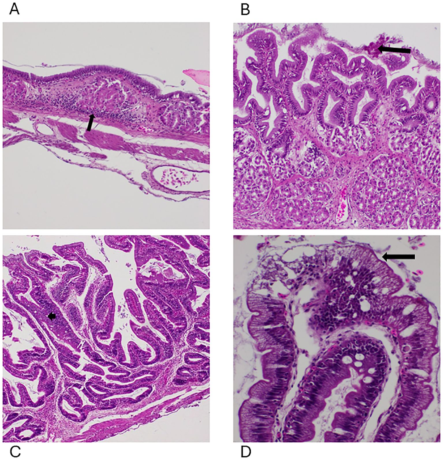 Histological images showing tissue sections in pink and purple staining labeled A, B, C, and D. Images A and C show the stomach with moderate infiltration of cells around the cylindrical structures (glands). Images B and D depict structural changes to the epithelium in the stomach (B) and intestines (D).