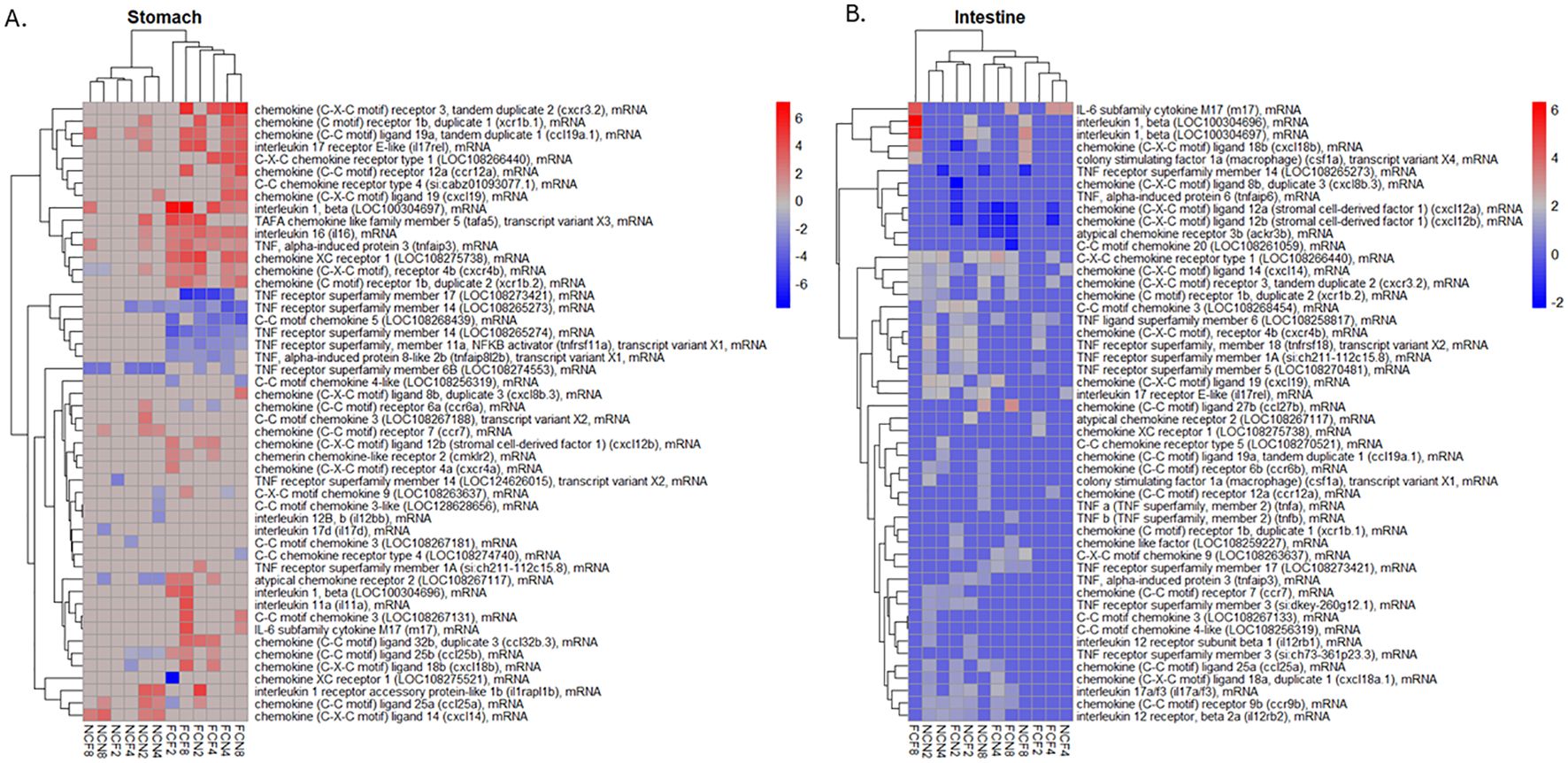 Heatmaps showing mRNA expression levels in the stomach (panel A) and intestine (panel B) related to pro-inflammation-related genes. Both maps display gene names on the right and samples at the bottom, with expression levels indicated by color: red for higher and blue for lower expression. The key ranges from -6 to 6 to show relative expression changes.