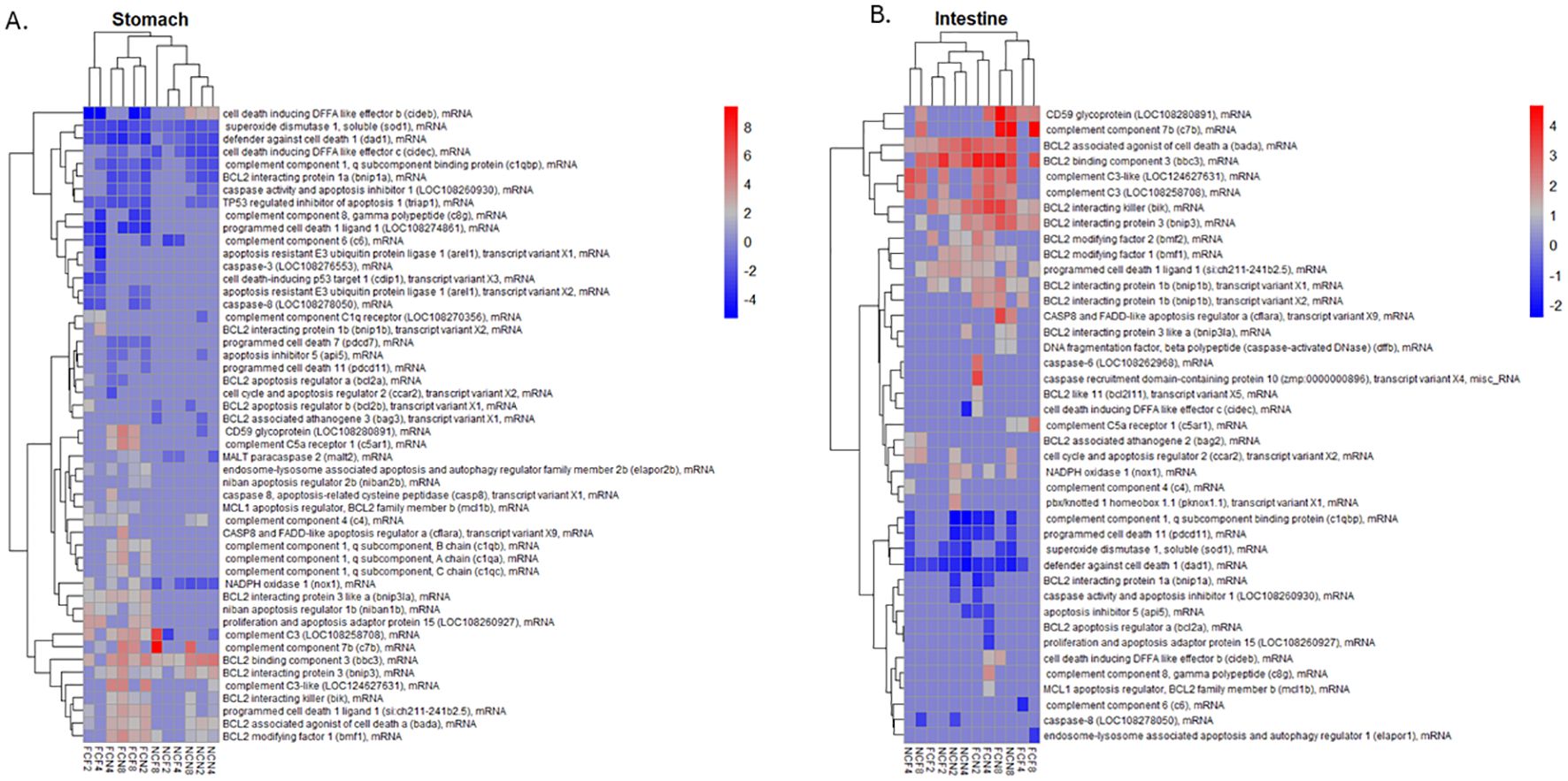 Heatmaps showing mRNA expression levels in the stomach (panel A) and intestine (panel B) related to complement and apoptosis-related genes. Both maps display gene names on the right and samples at the bottom, with expression levels indicated by color: red for higher and blue for lower expression. The key ranges from -2 to 8 to show relative expression changes.
