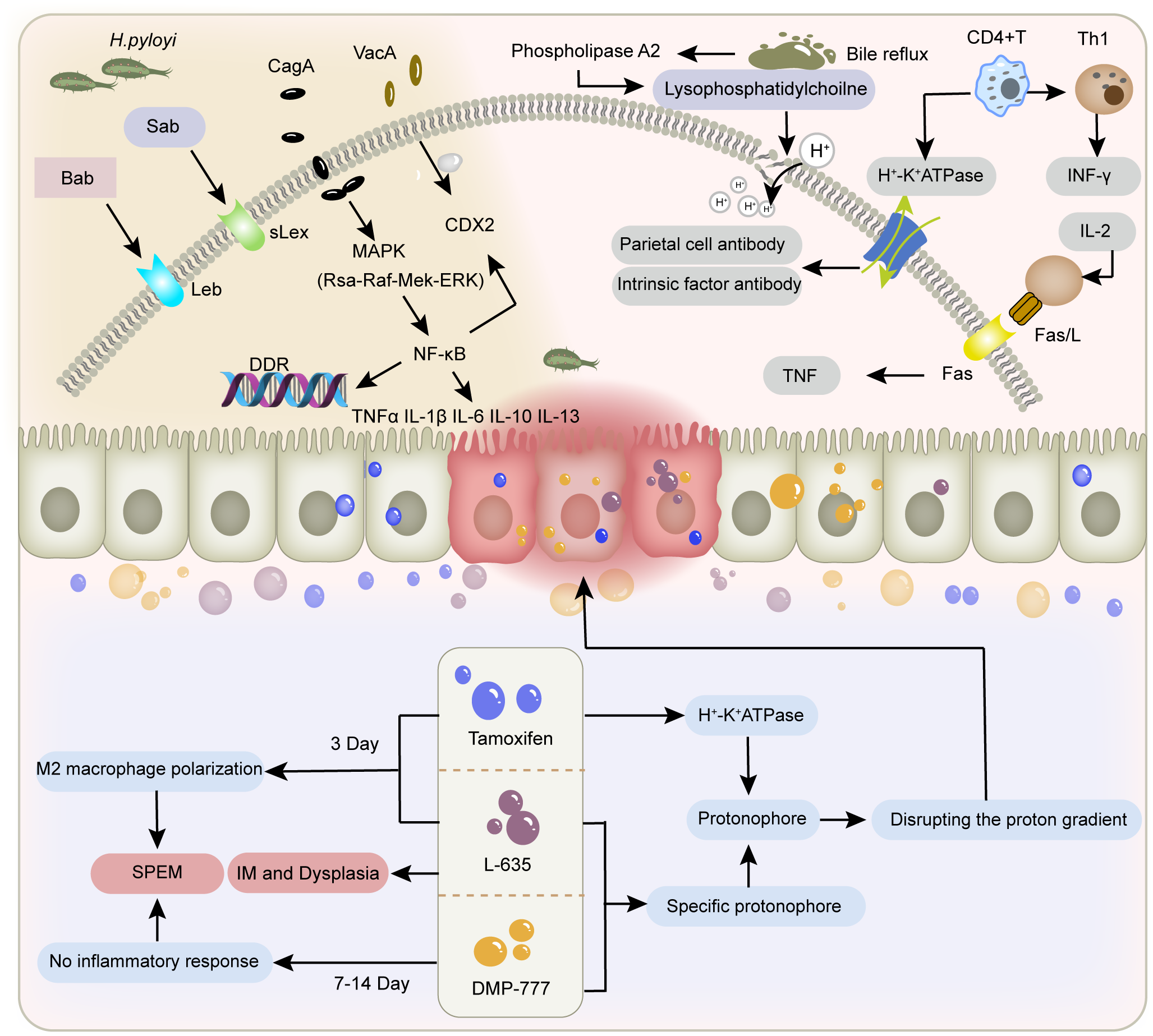 Diagram showing the interaction between Helicobacter pylori and gastric epithelial cells. It outlines molecular pathways including CagA, VacA, and MAPK leading to immune responses with cytokines like TNFα and IL-6. The role of bile reflux, lysophosphatidylcholine, and proton pumps are detailed, affecting cell integrity. It also depicts treatments like Tamoxifen and protonophores impacting inflammation and cellular changes over time, such as metaplasia and dysplasia.