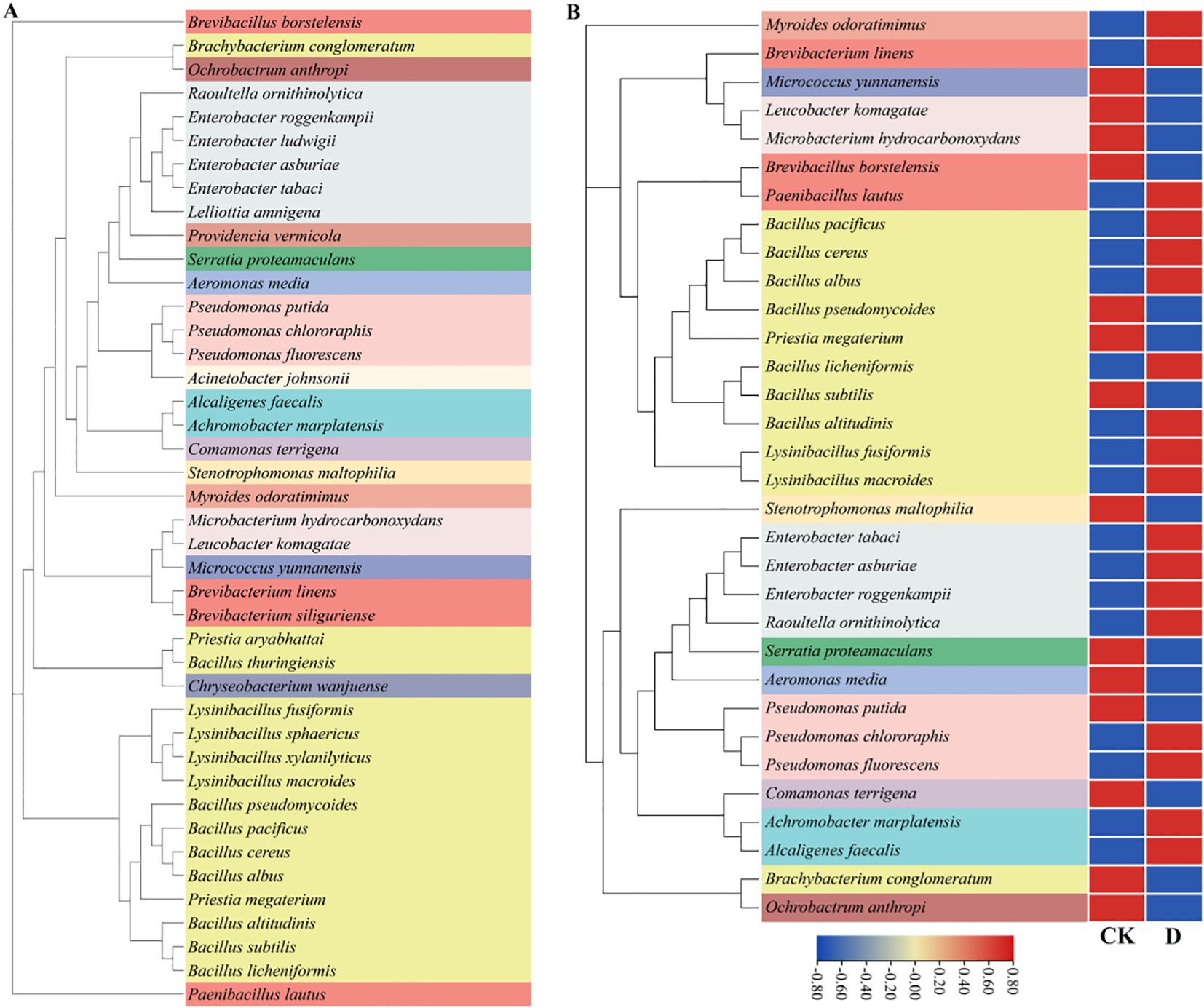 Phylogenetic trees labeled A and B show bacterial species with colored bars indicating data values. Both trees include a range of species names, highlighting genomic relationships. Bar colors in B range from blue to red, labeled CK and D, indicating different datasets or conditions.