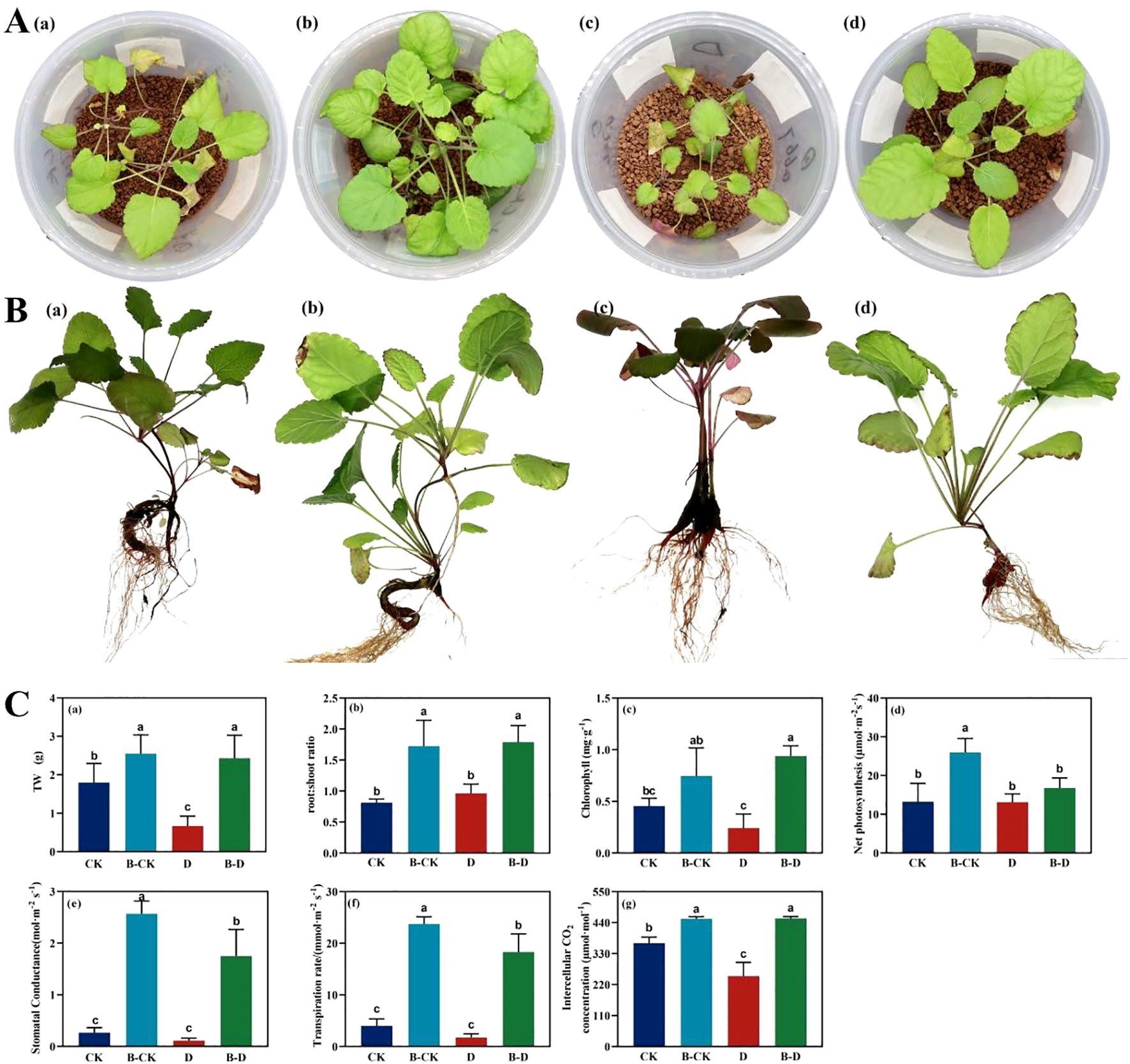 Four sections labeled A, B, and C. A: Four images of plants in pots labeled a, b, c, d. B: Roots of plants shown in sections a, b, c, d. C: Six bar graphs labeled a to g, comparing TW, root/shoot ratio, chlorophyll, net photosynthesis, stomatal conductance, transpiration, and intercellular CO2 in different groups (CK, B-CK, D, B-D) with statistical annotations.