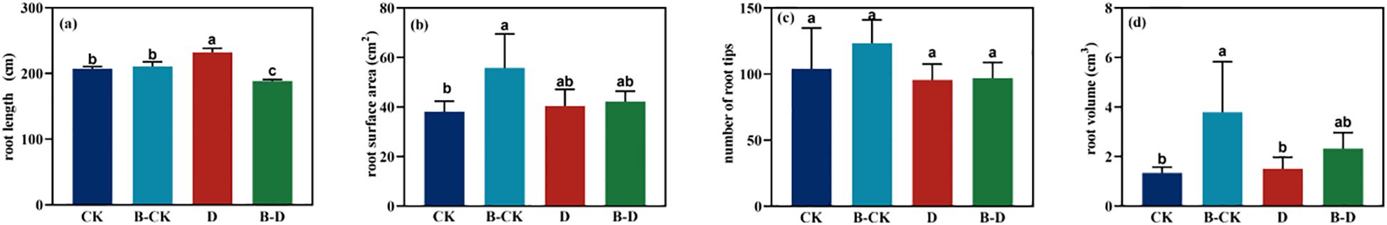 Bar graphs labeled (a) to (d) compare root metrics across four treatments: CK, B-CK, D, B-D. (a) Root length: D has the highest; B-D the lowest. (b) Root surface area: B-CK leads. (c) Number of root tips: B-CK and CK are similar. (d) Root volume: B-CK is highest. Different letters indicate significant differences.