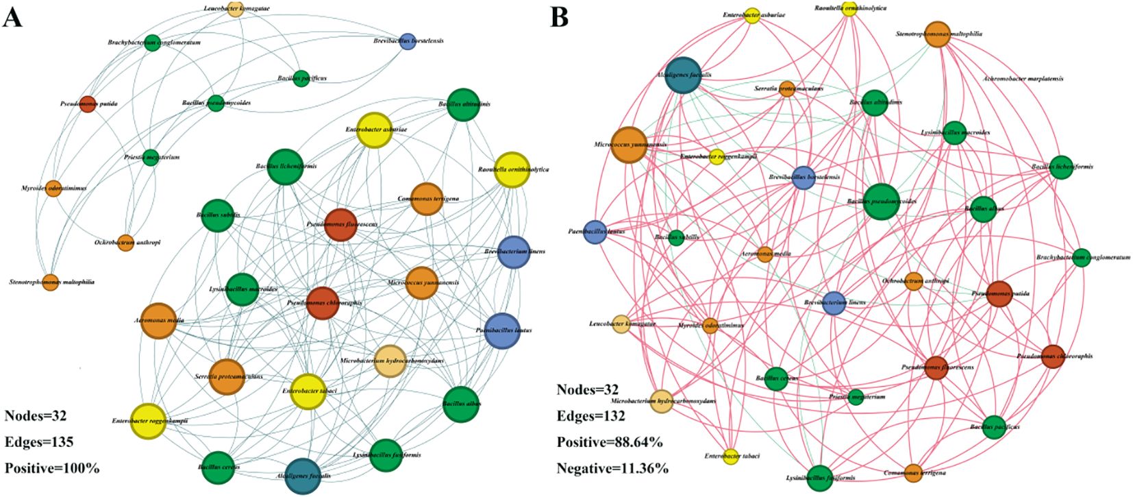 Two network graphs labeled A and B show nodes connected by edges, with varying node sizes and colors representing relationships among entities. Graph A has thirty-two nodes and one hundred thirty-five positive edges. Graph B also has thirty-two nodes, with one hundred thirty-two edges; 88.64% are positive and 11.36% negative. The networks visualize complex interactions.