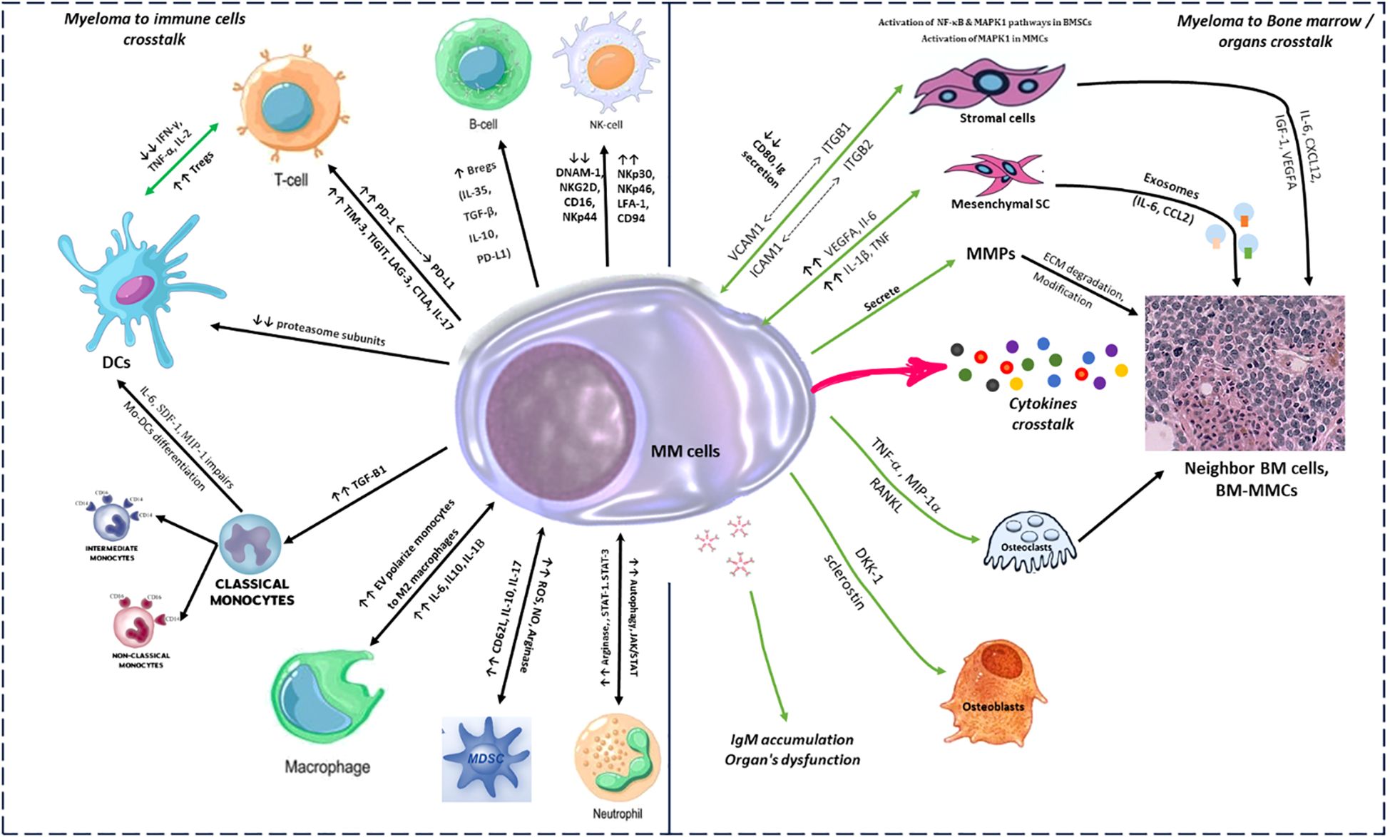 Illustration of interactions between myeloma cells and immune/bone marrow components. Myeloma cells in the center, surrounded by T cells, B cells, NK cells, dendritic cells, monocytes, macrophages, neutrophils, stromal cells, osteoclasts, and osteoblasts. Arrows indicate cellular crosstalk involving cytokines and molecular signals affecting immune response and bone marrow environment. Key pathways and factors labeled, highlighting impacts on immune modulation, cytokine secretion, and bone marrow pathology.