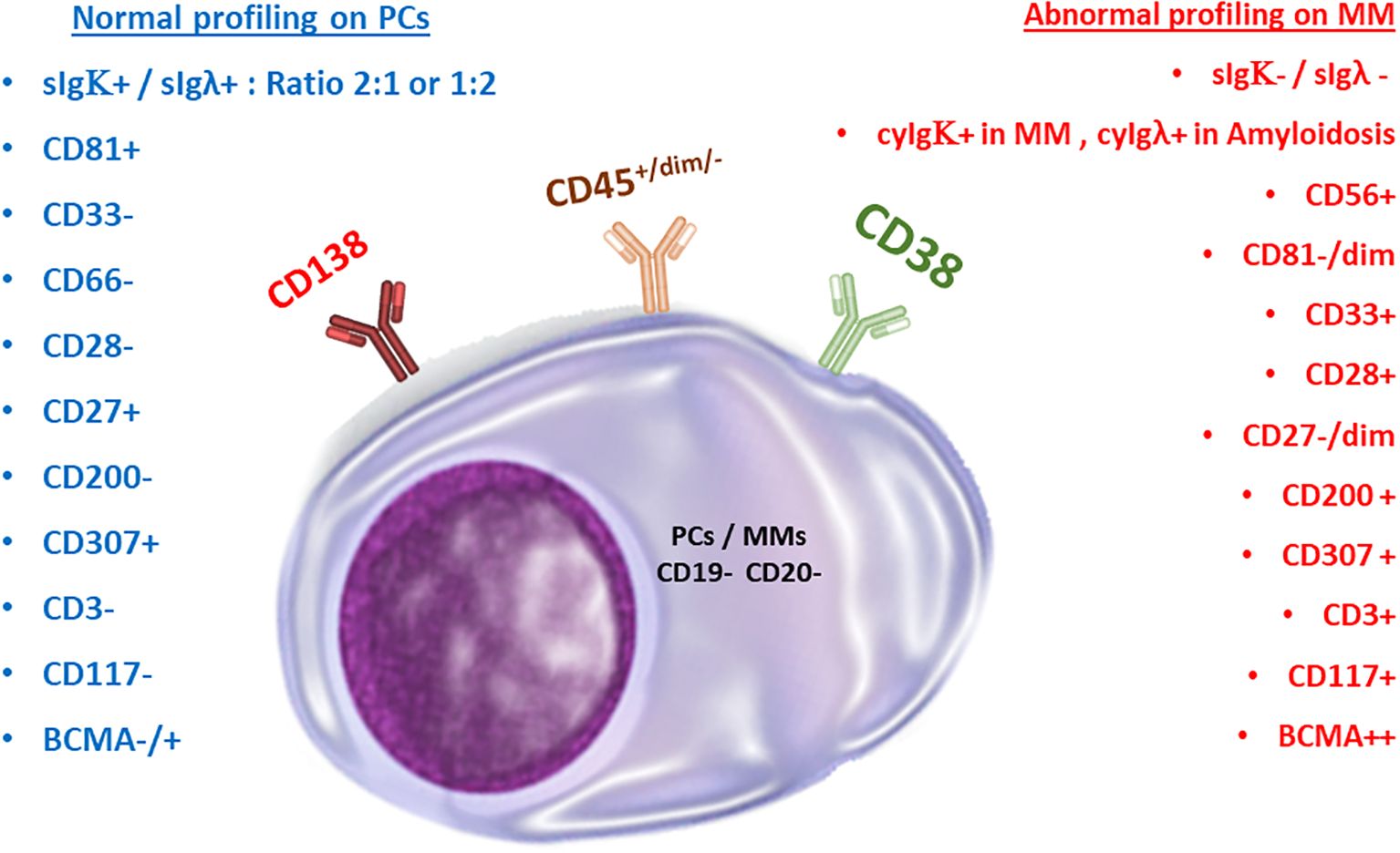 Illustration comparing normal and abnormal profiling on plasma cells (PCs) and multiple myeloma (MM) cells. Normal profiling includes markers like CD81+, CD27+, and sIgK+/sIgλ+. Abnormal profiling in MM includes markers like CD56+, CD27-/dim, and cIgλ+ in amyloidosis. The image shows a cell with labeled antibodies CD138, CD45, and CD38.