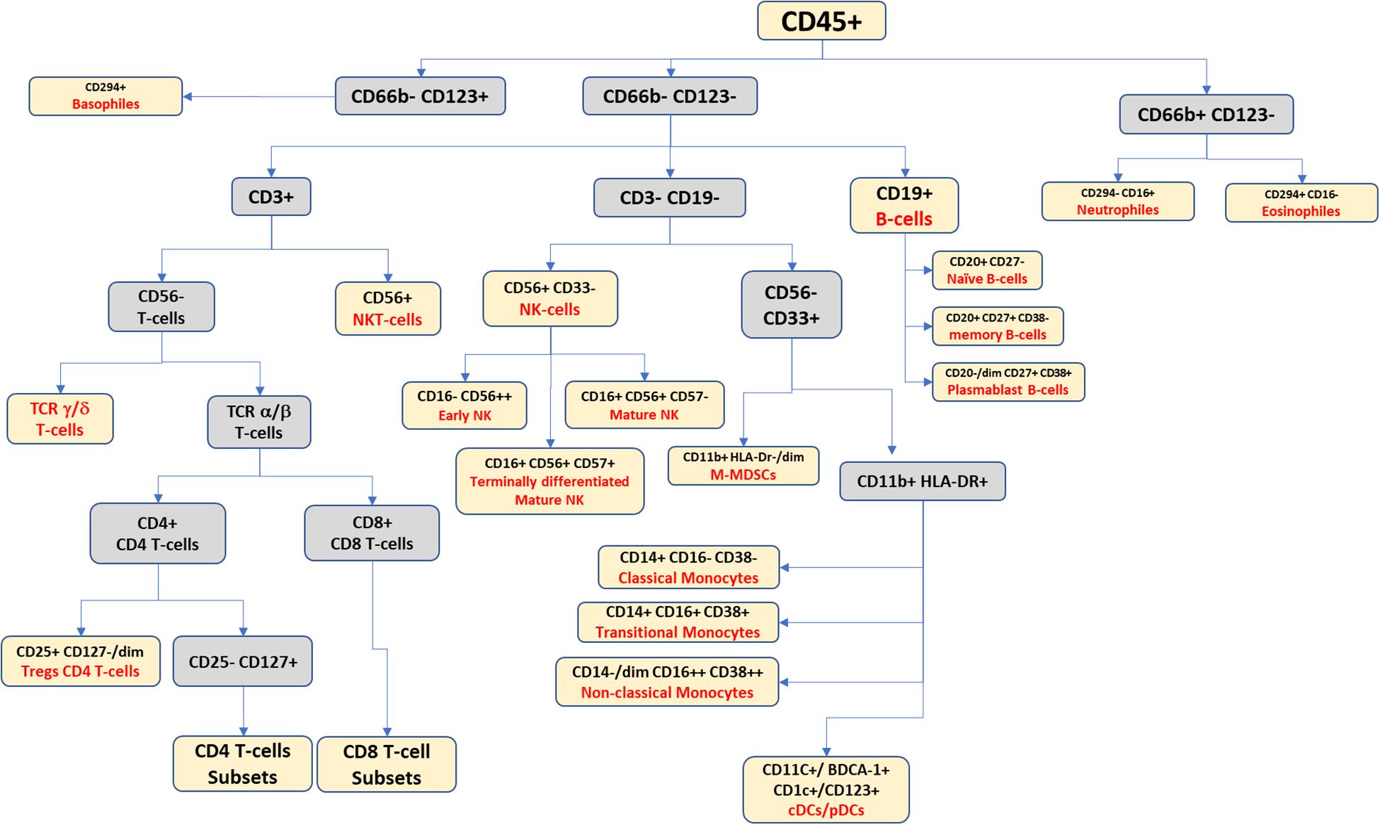 Flowchart illustrating the differentiation of CD45+ cells into various subsets. It begins with basophiles, neutrophils, eosinophils, CD3+, CD56 T-cells, NKT-cells, B-cells, T-cells, and different monocytes. Specific markers like CD3, CD19, CD33, CD11b, and HLA-DR+ are used to differentiate subsets such as naïve B-cells, memory B-cells, plasmablast B-cells, CD4 and CD8 T-cells, and pDCs.