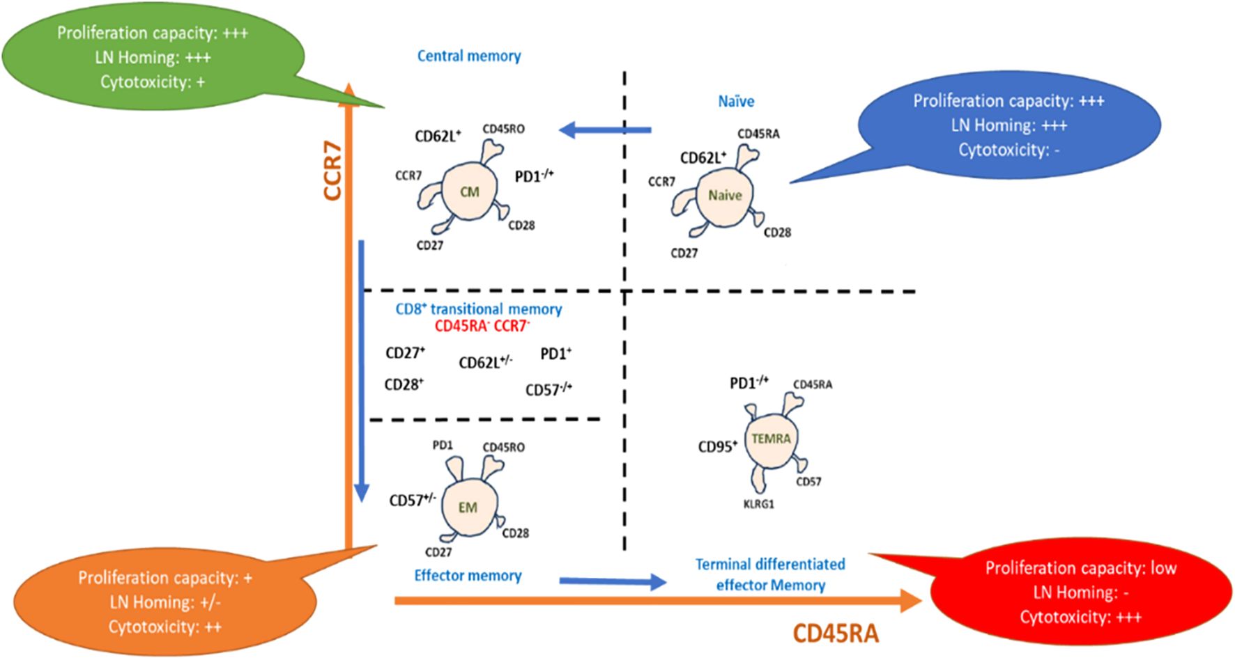 Diagram depicting T cell differentiation and characteristics. Four sections illustrate different cell types: Naïve, Central Memory (CM), Effector Memory (EM), and Terminal Differentiated Effector Memory (TEMRA). Arrows indicate transitions based on CCR7 and CD45RA expression. Speech bubbles describe proliferation capacity, lymph node homing, and cytotoxicity for each cell type. Naïve cells have high proliferation and homing but low cytotoxicity. CM is similar but maintains some cytotoxicity. EM shows moderate proliferation, reduced homing, and increased cytotoxicity. TEMRA has low proliferation, no homing, and high cytotoxicity.