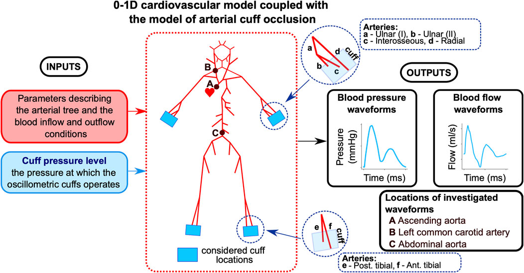 Diagram of a 0-1D cardiovascular model with arterial cuff occlusion. Inputs include parameters of the arterial tree and cuff pressure level. Outputs feature blood pressure and flow waveforms. Cuffs are placed at various points on the body diagram, with waveforms measured at the ascending aorta, left common carotid artery, and abdominal aorta. Cuffed arteries are labeled: ulnar, interosseous, radial, posterior tibial, and anterior tibial.