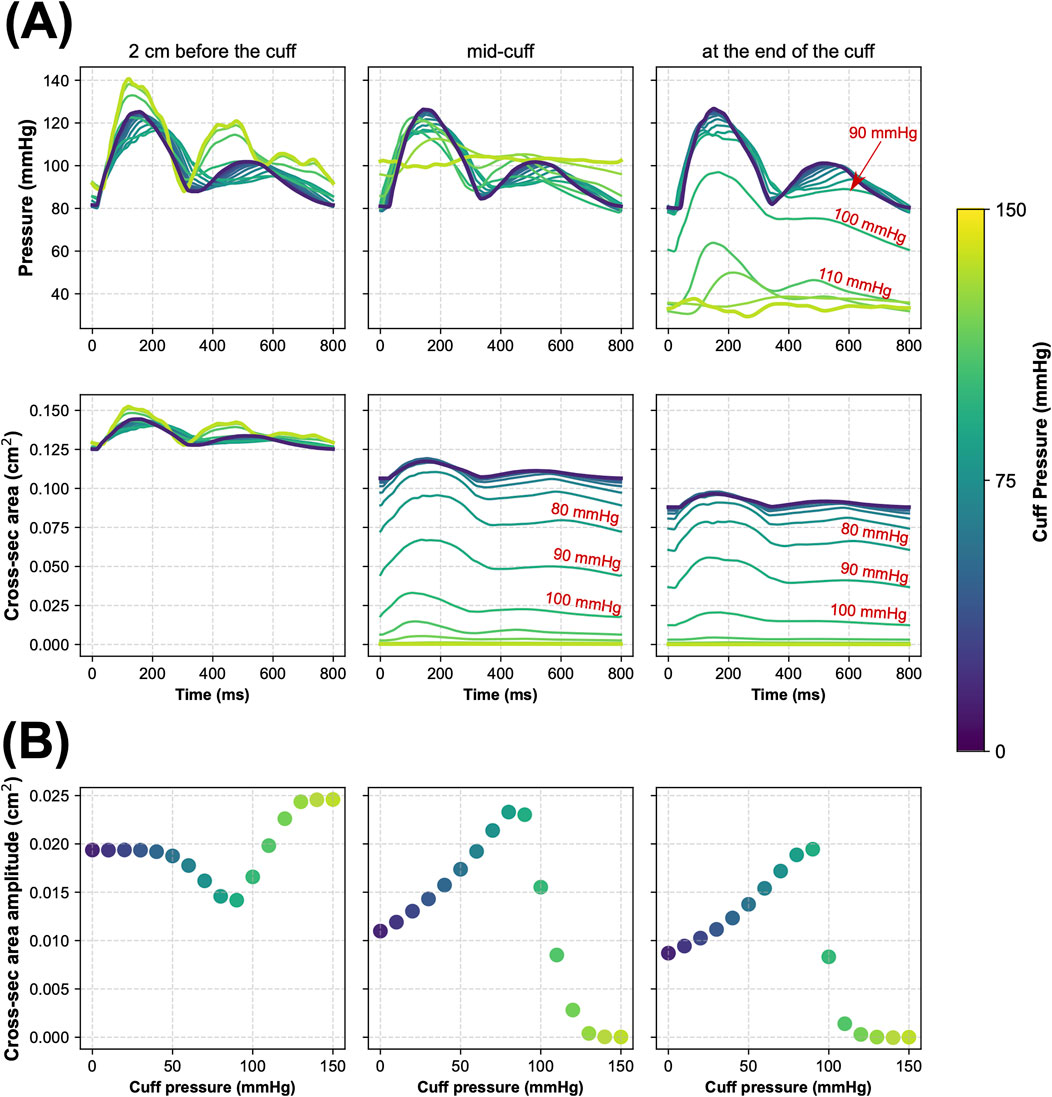 Graphical representation consisting of multiple plots. (A) contains two rows of line graphs measuring pressure in millimeters of mercury (mmHg) and cross-section area against time at three positions relative to a cuff: 2 centimeters before, mid-cuff, and at the end of the cuff. Colored lines represent various cuff pressures from 0 to 150 mmHg. (B) displays three scatter plots showing cross-section area amplitude versus cuff pressure, with dots varying in color correlating to cuff pressure levels. A color bar on the right indicates cuff pressure range from 0 to 150 mmHg.