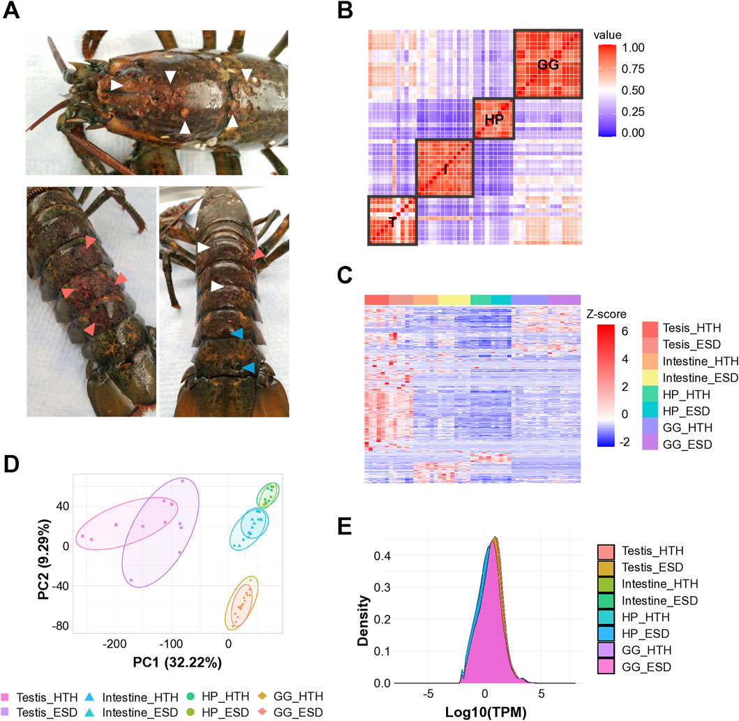 A set of images analyzing lobster biology and gene expression: A) three images of lobster with color-coded indicators on different body sections.B) A pairwise correlation plot showing values with a color gradient from blue (0.00) to red (1.00), highlighting areas labeled tissue specificity.C) A heatmap representing Z-scores for various conditions, using a blue to red gradient.D) A PCA plot with labeled clusters representing different tissues and conditions.E) A density plot showing distribution of Log10(TPM) for various tissues and conditions, with color-coded legend.