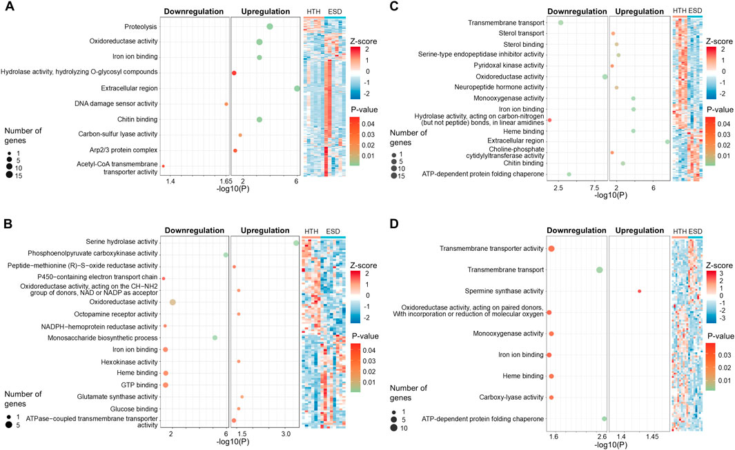 Clustered dot plots with heat maps depict gene set enrichment analysis for four panels (A, B, C, D), showing downregulation and upregulation of various gene functions. Dot size indicates the number of genes, and color denotes P-value significance. Heat maps display Z-scores, with blue to red indicating score range. Panel annotations include gene activities like oxidoreductase, iron ion binding, and transmembrane transport.