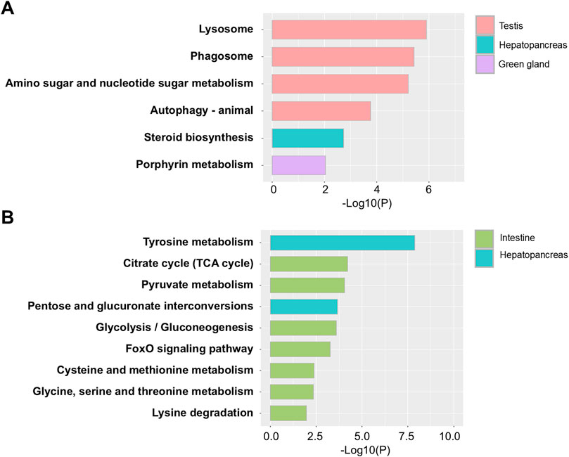 Bar charts titled A and B display metabolic pathways with varying -Log10(P) values. In A,