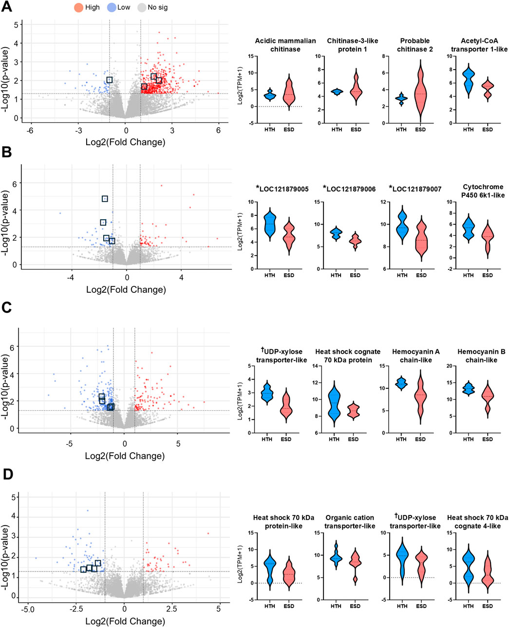 Four panels (A, B, C, D) display volcano plots and violin plots of gene expression data. Each panel highlights significant gene expressions with red and blue colors. Volcano plots show the log2 of fold change versus the negative log10 of the p-value, indicating differential expression. Violin plots illustrate expression levels for specific genes between HTH and ESD conditions. Panels A and C emphasize chitinase and transporter genes, while panels B and D focus on unidentified genes and heat shock proteins. Significant genes are marked by squares.