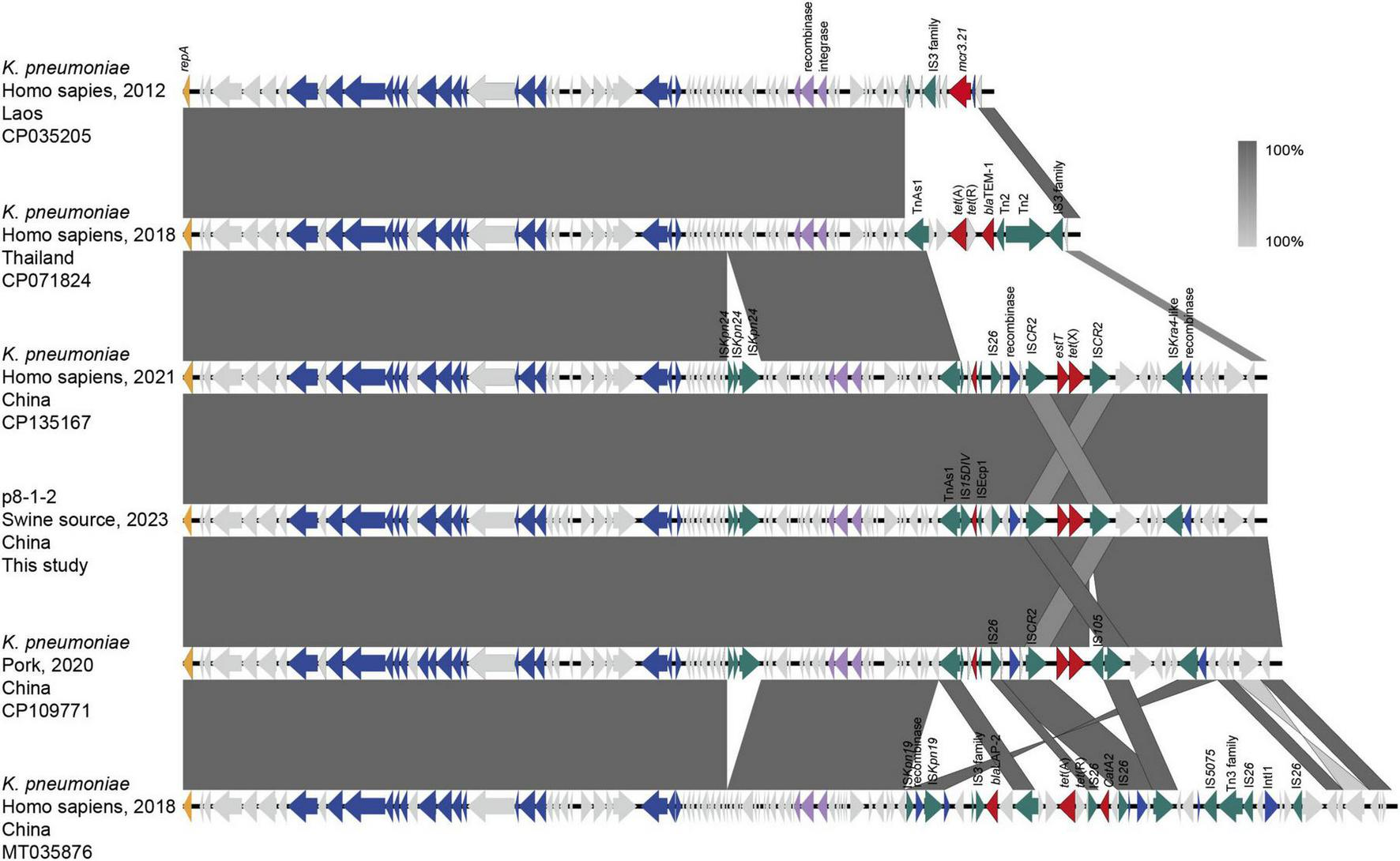 This figure illustrates the syntenic comparison of tet(X)-harboring plasmids. It compares Klebsiella pneumoniae strains from various sources and years, including human, swine, and pork. Homology is shown by shaded regions, with arrows indicating the transcription direction of open reading frames (ORFs). The delta (Δ) symbol marks truncated genes. Functional regions such as T4SS components, antimicrobial resistance genes, and transposases are color-coded to highlight their distribution and conservation across different plasmids. This figure helps to understand the genetic diversity and evolution of tet(X)-carrying plasmids in various isolates.
