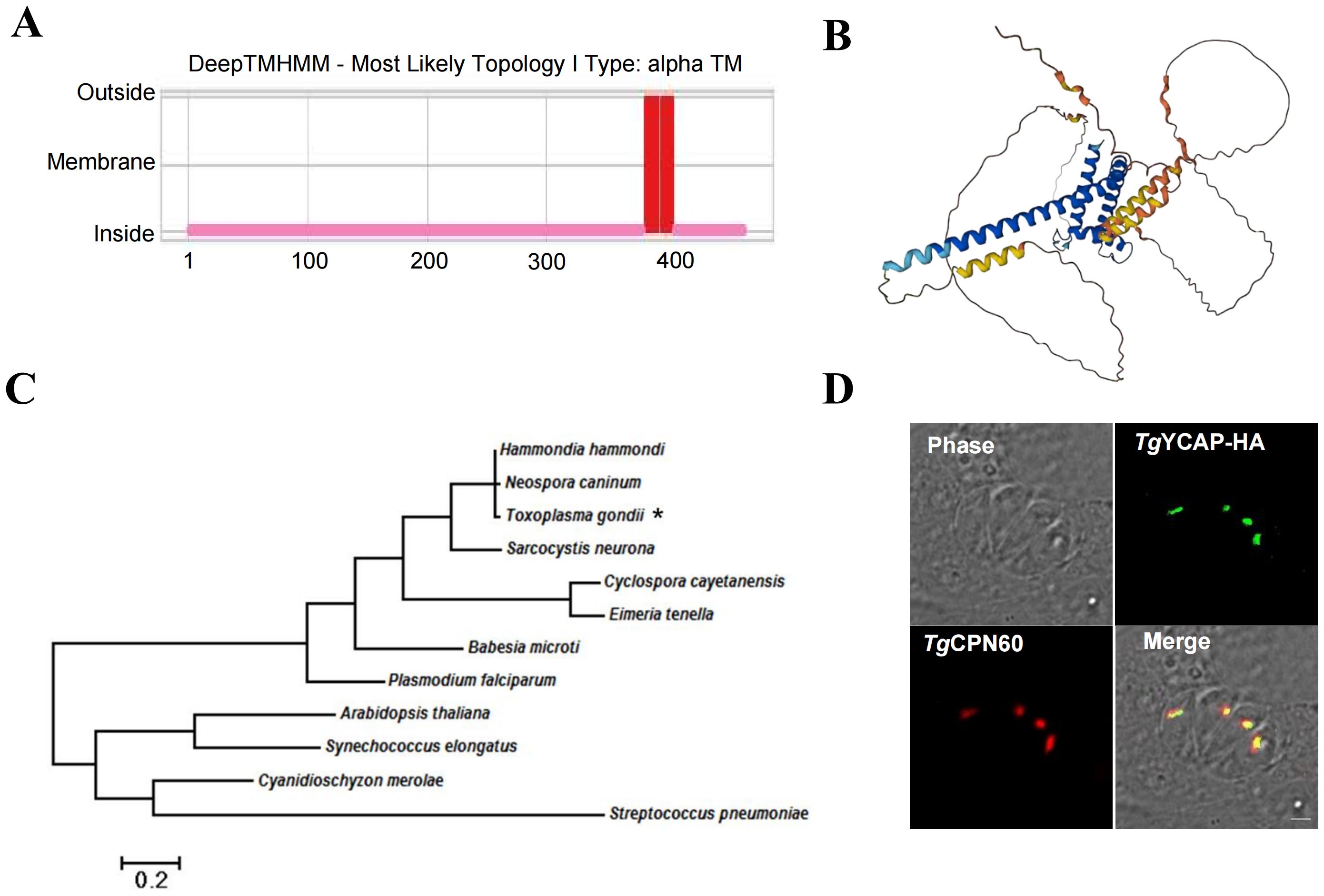 Panel A shows a DeepTMHMM topology prediction graph for alpha TM with regions labeled outside, membrane, and inside. Panel B displays a protein structure with colored helices. Panel C is a phylogenetic tree of various species, including Toxoplasma gondii and Streptococcus pneumoniae. Panel D consists of four sub-images: phase contrast, TgYCAP-HA in green, TgCPN60 in red, and a merged image with colocalization in yellow.